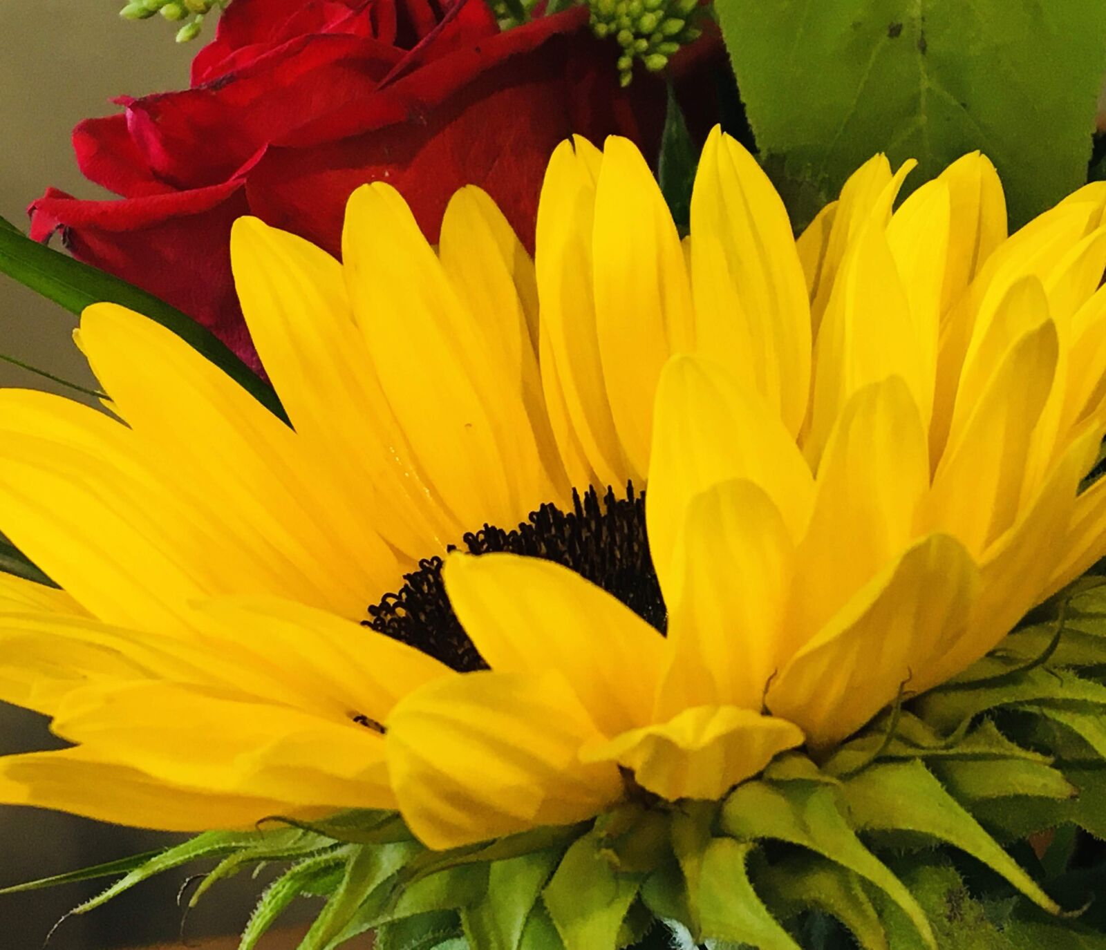 iPad Pro back camera 4.15mm f/2.2 sample photo. Sunflower, flower, yellow photography