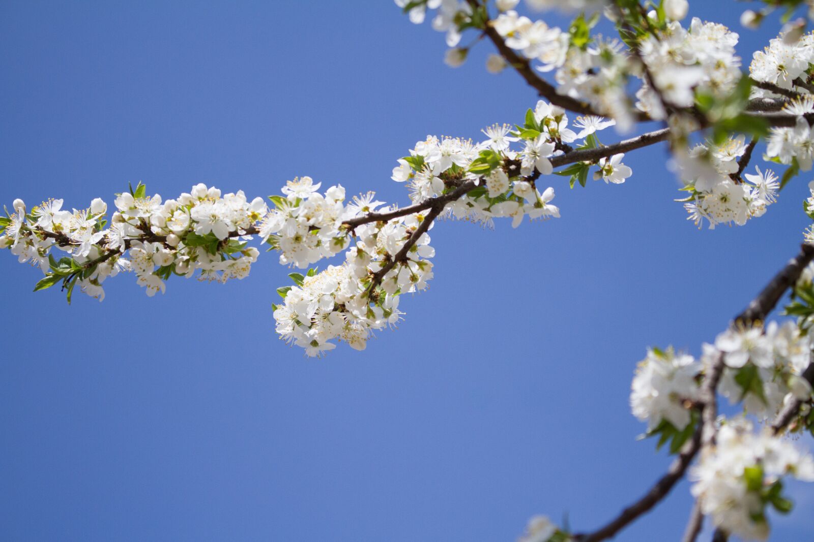 Canon EOS 7D + Canon EF-S 18-55mm F3.5-5.6 IS STM sample photo. Spring, apple, bloom photography