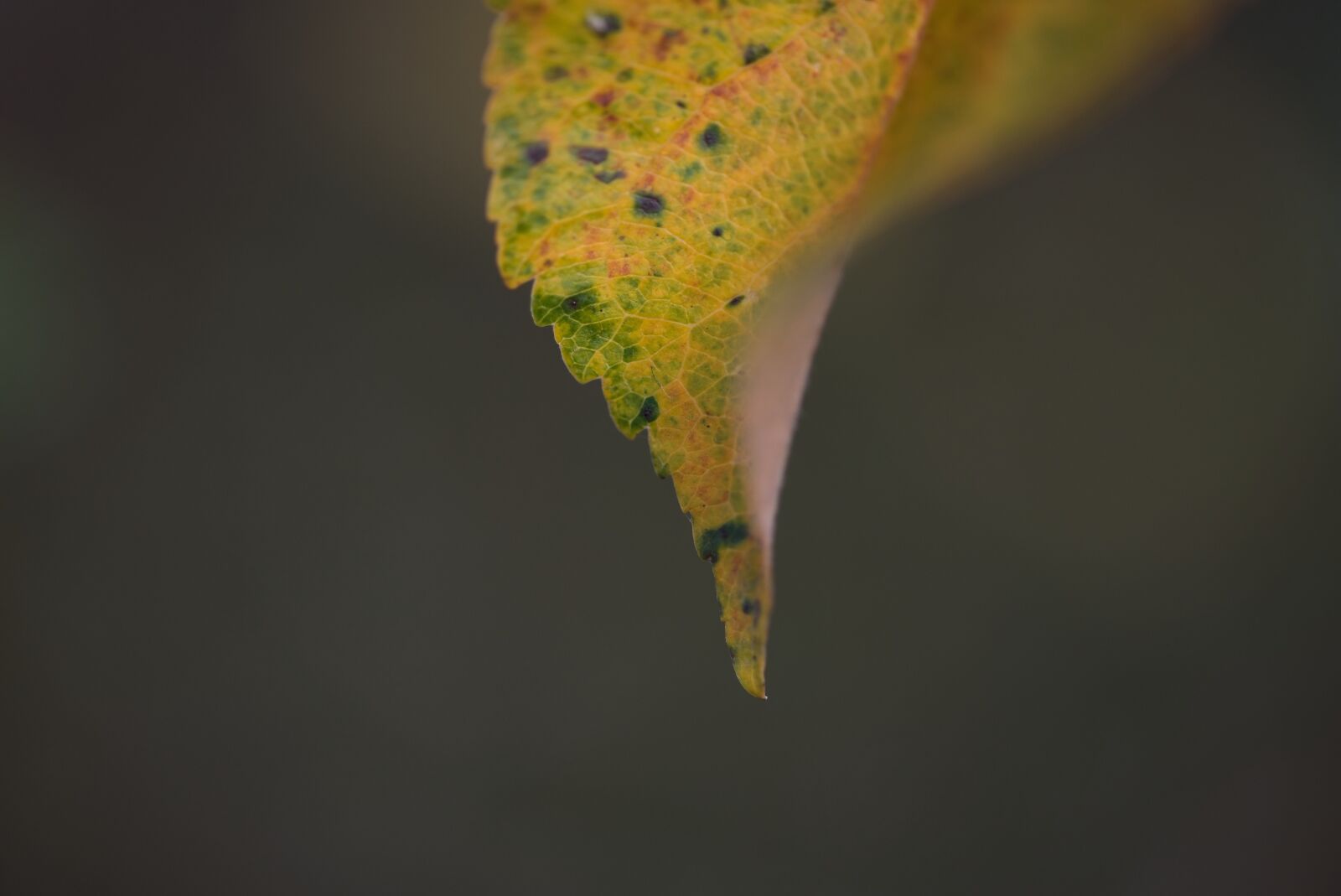 Nikon D750 sample photo. Leaf, great, autumn colours photography