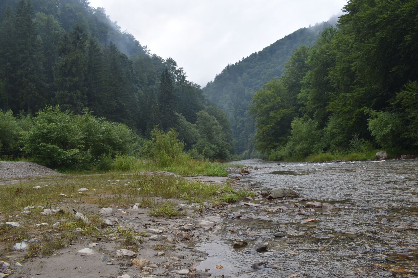 Nikon D3500 sample photo. Forest, landscape, trees photography