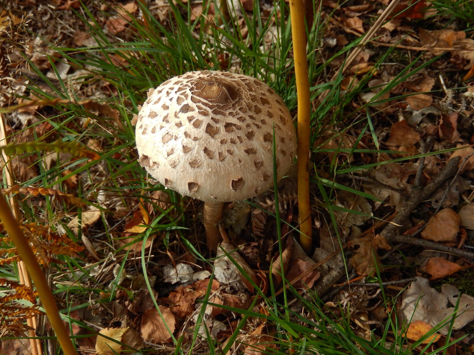 Nikon Coolpix S9500 sample photo. Macrolepiota procera, parasol, giant photography