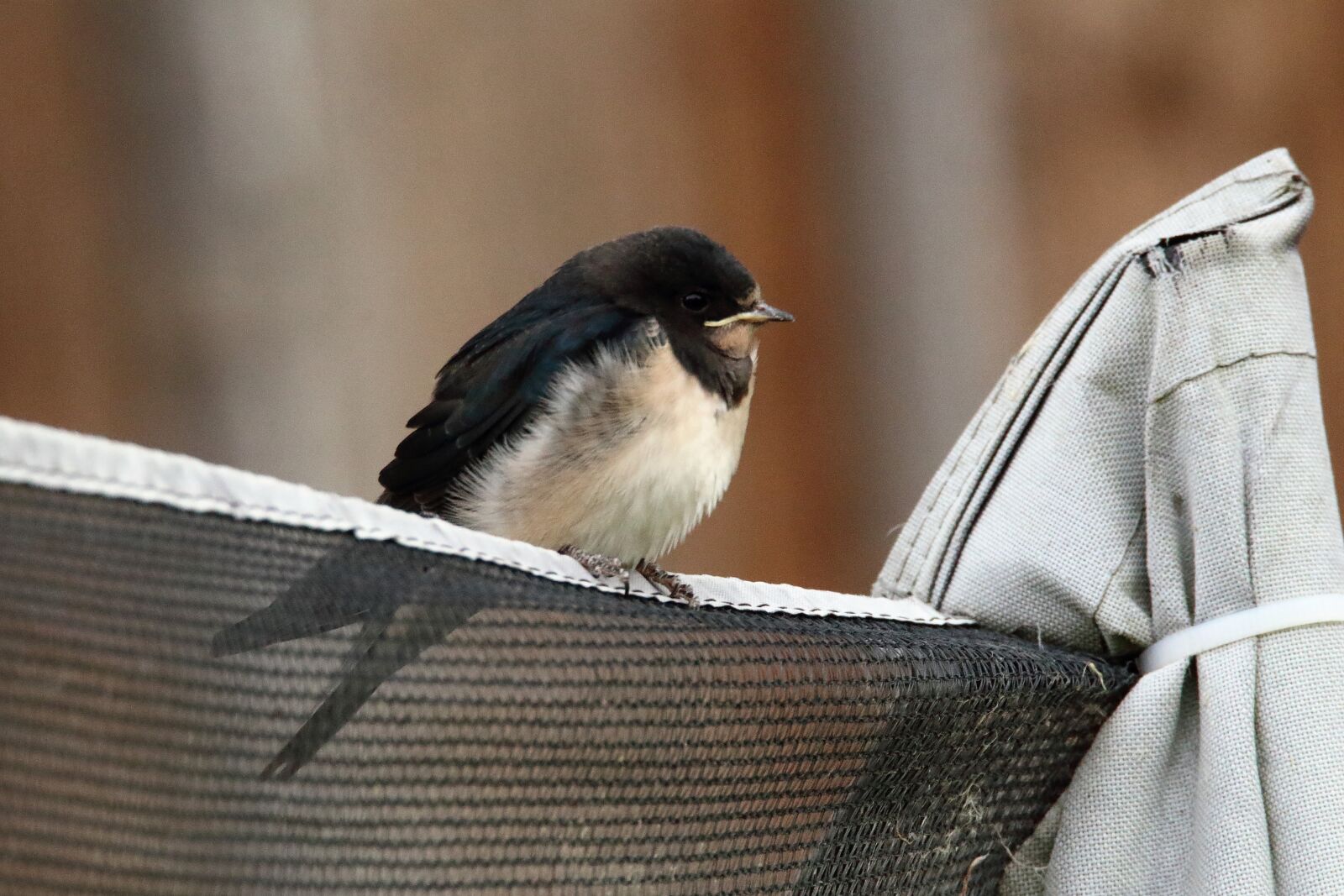 Tamron SP 150-600mm F5-6.3 Di VC USD sample photo. Young swallow, trampoline net photography