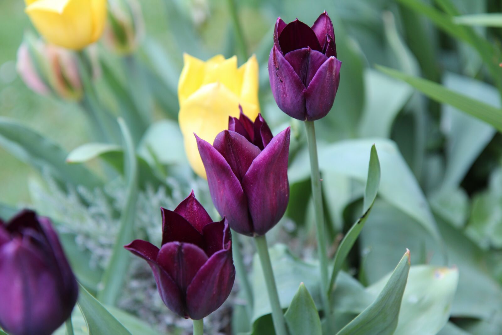 Canon EOS 600D (Rebel EOS T3i / EOS Kiss X5) sample photo. Tulips, tulip bordeaux, tulip photography