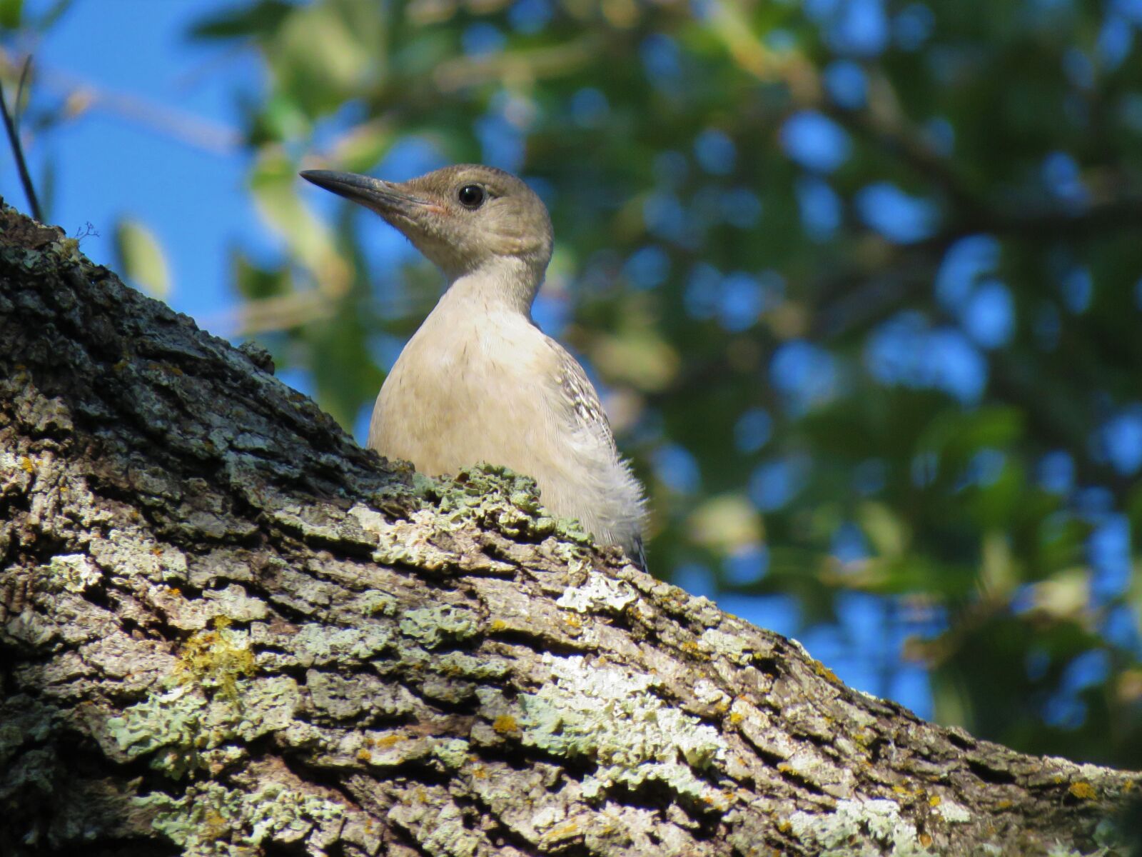 Canon PowerShot SX60 HS sample photo. Bird, young, woodpecker photography