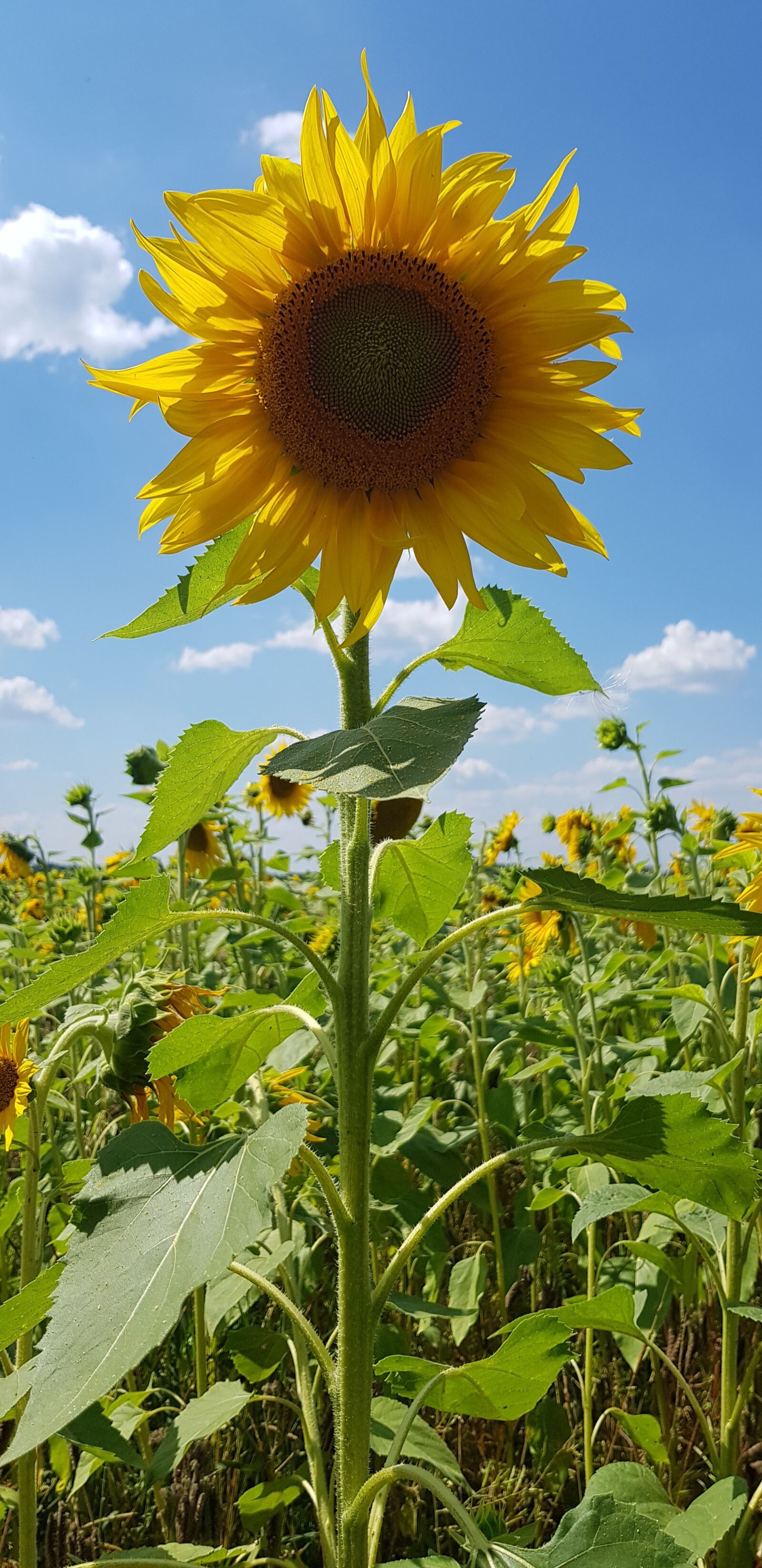 Samsung Galaxy S8 sample photo. Sunflower, summer, flower photography