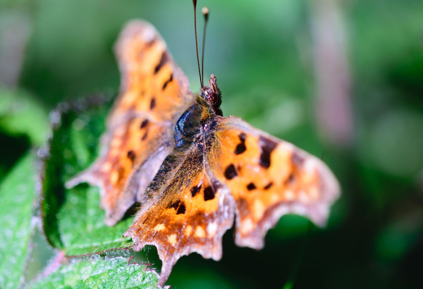 Nikon D5300 sample photo. Butterfly, insect, nature photography