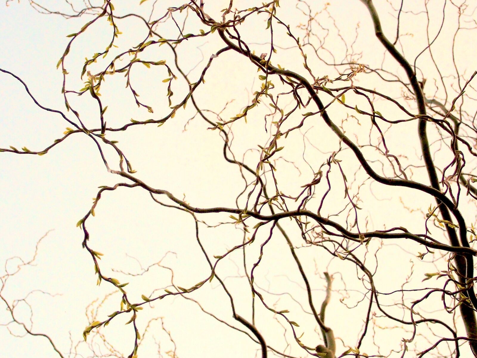 Olympus OM-D E-M5 sample photo. Branches, hazelnut, theme, easter photography