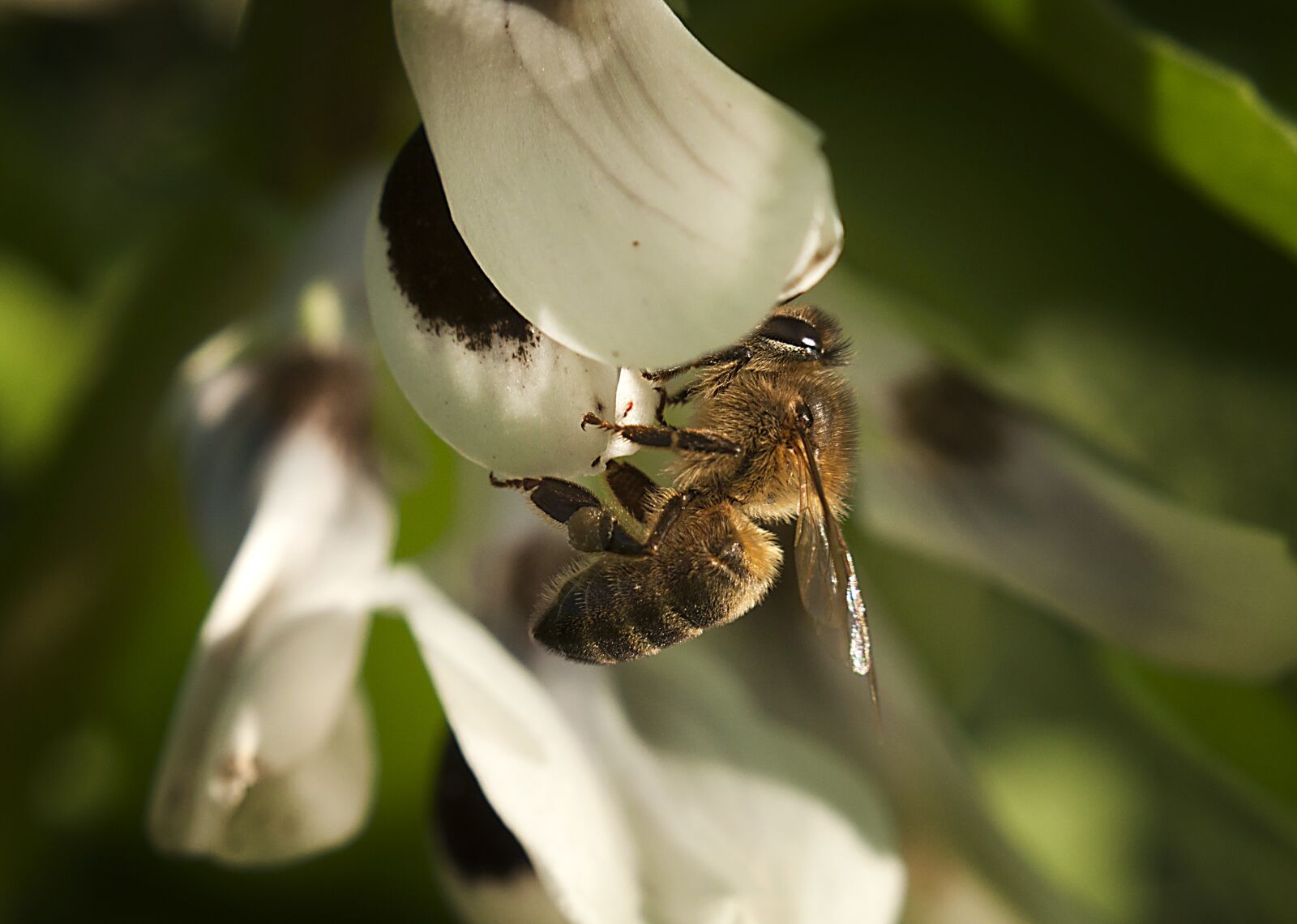 Nikon D90 sample photo. White, bee, insects photography