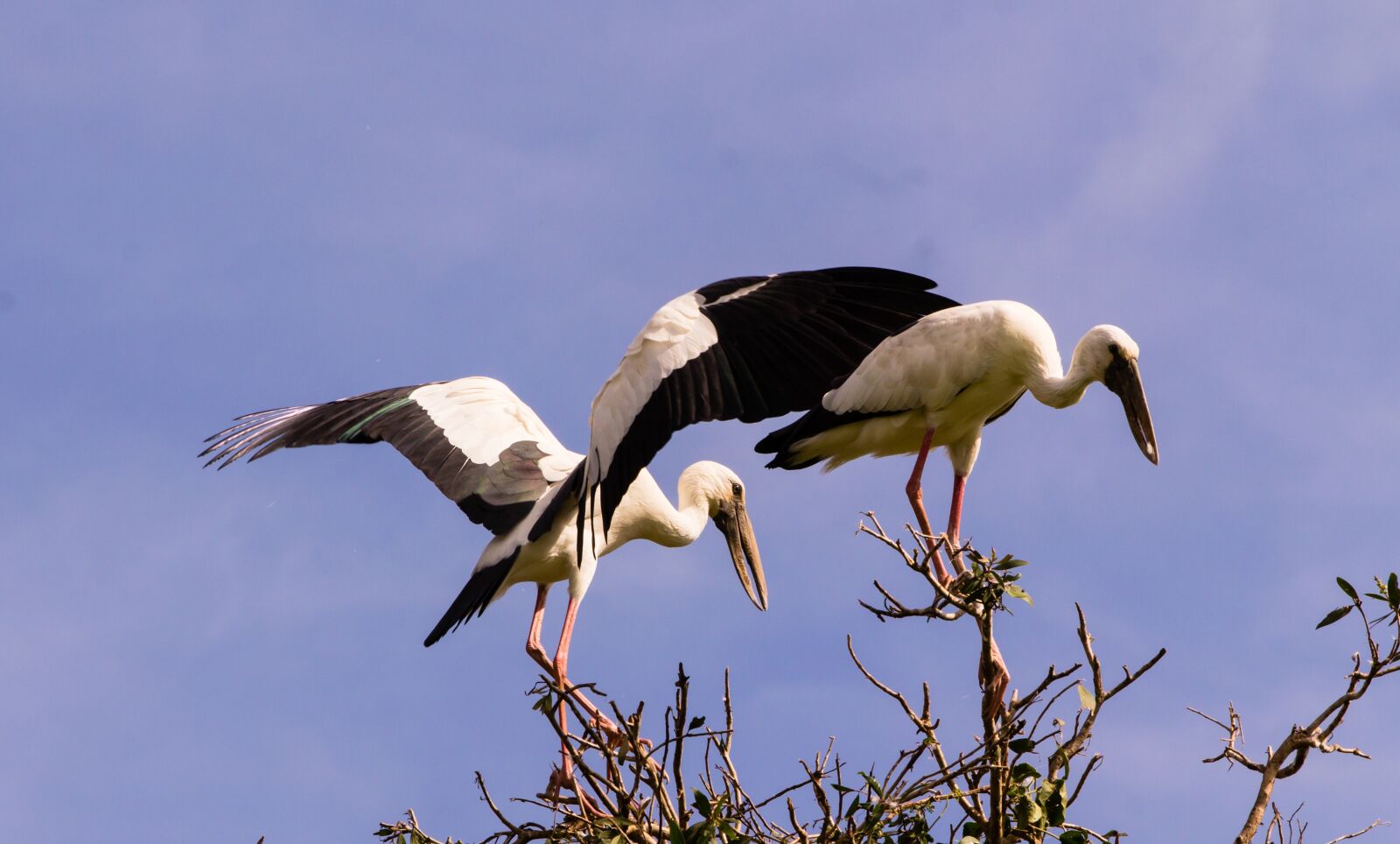 Canon EOS 60D sample photo. Bird, wildlife, nature photography