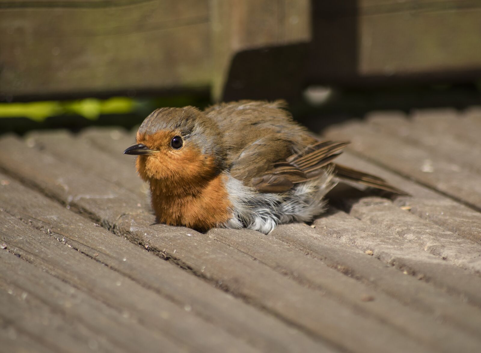 Canon EOS 80D sample photo. Robin, bird, nature photography
