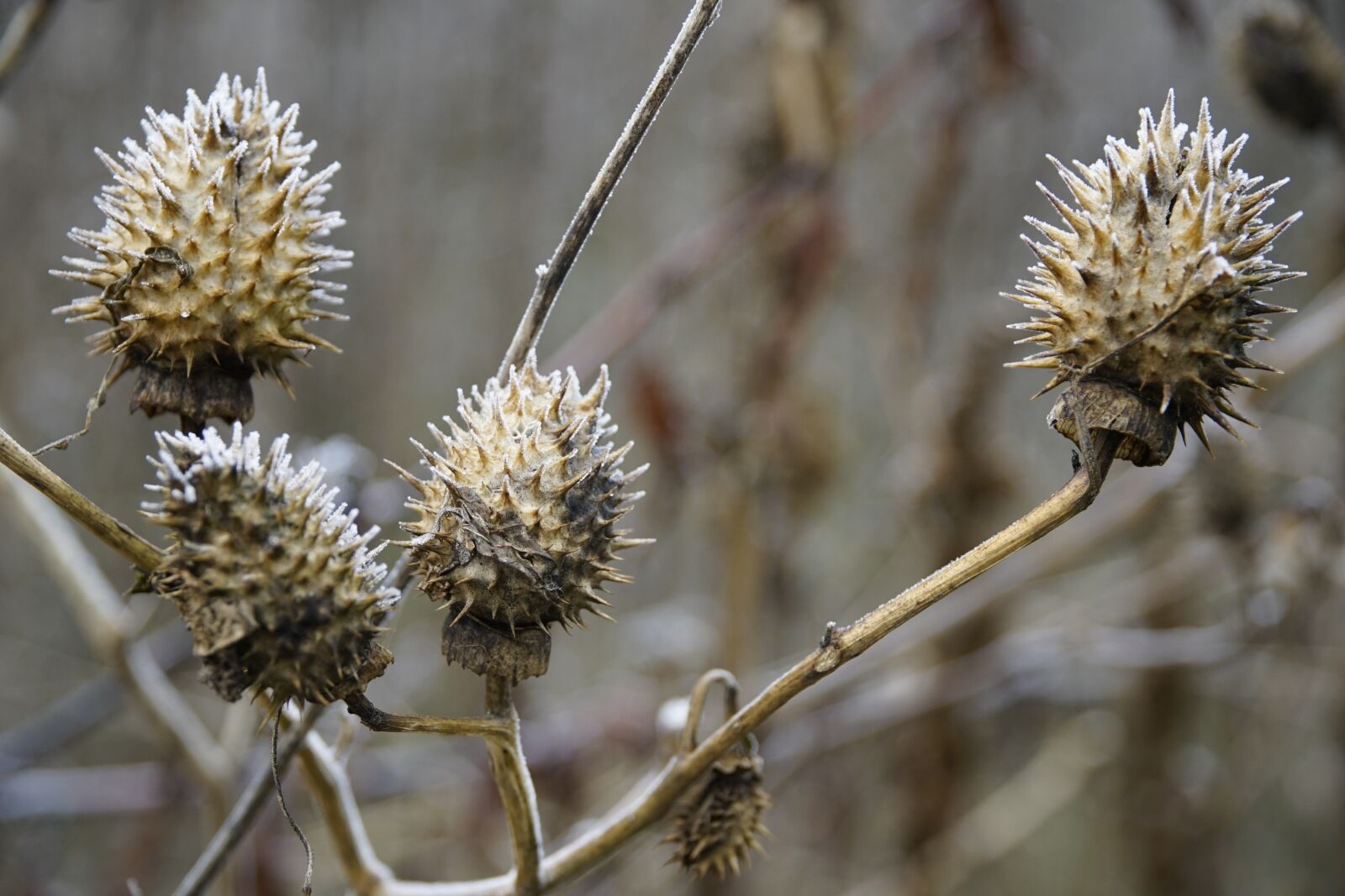 Sony a7R II + Sony E PZ 18-105mm F4 G OSS sample photo. Datura, toxic, fruit photography