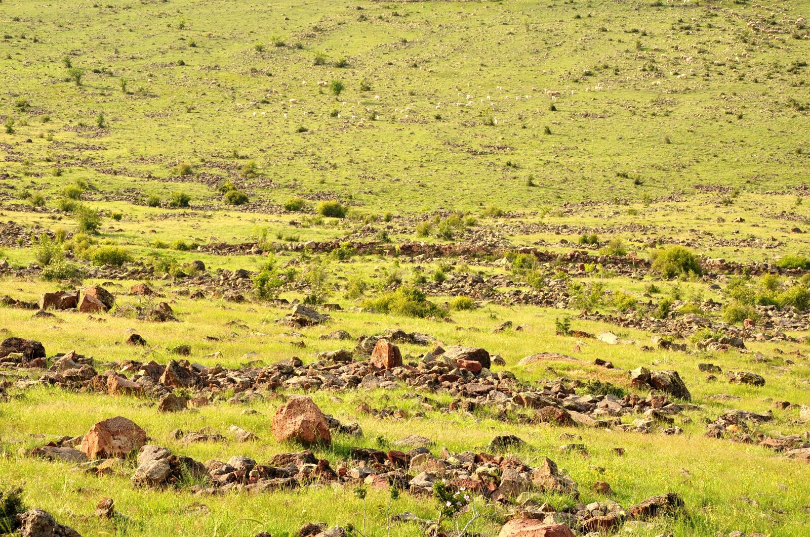 Nikon D90 sample photo. Nature, landscape, plateau photography