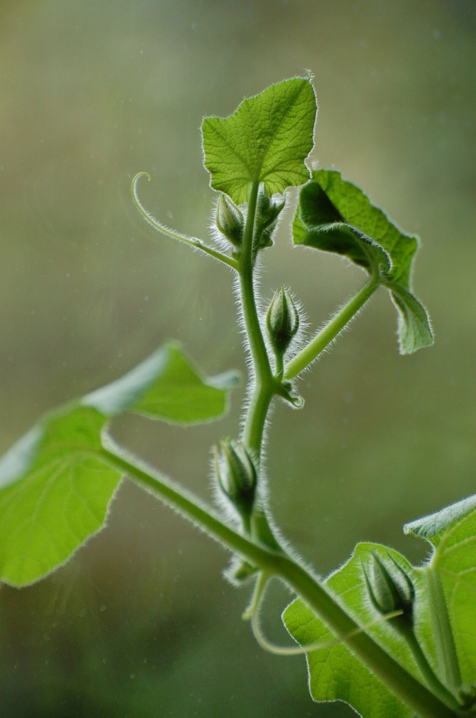Nikon D40 sample photo. Green, pumpkin, leaves photography