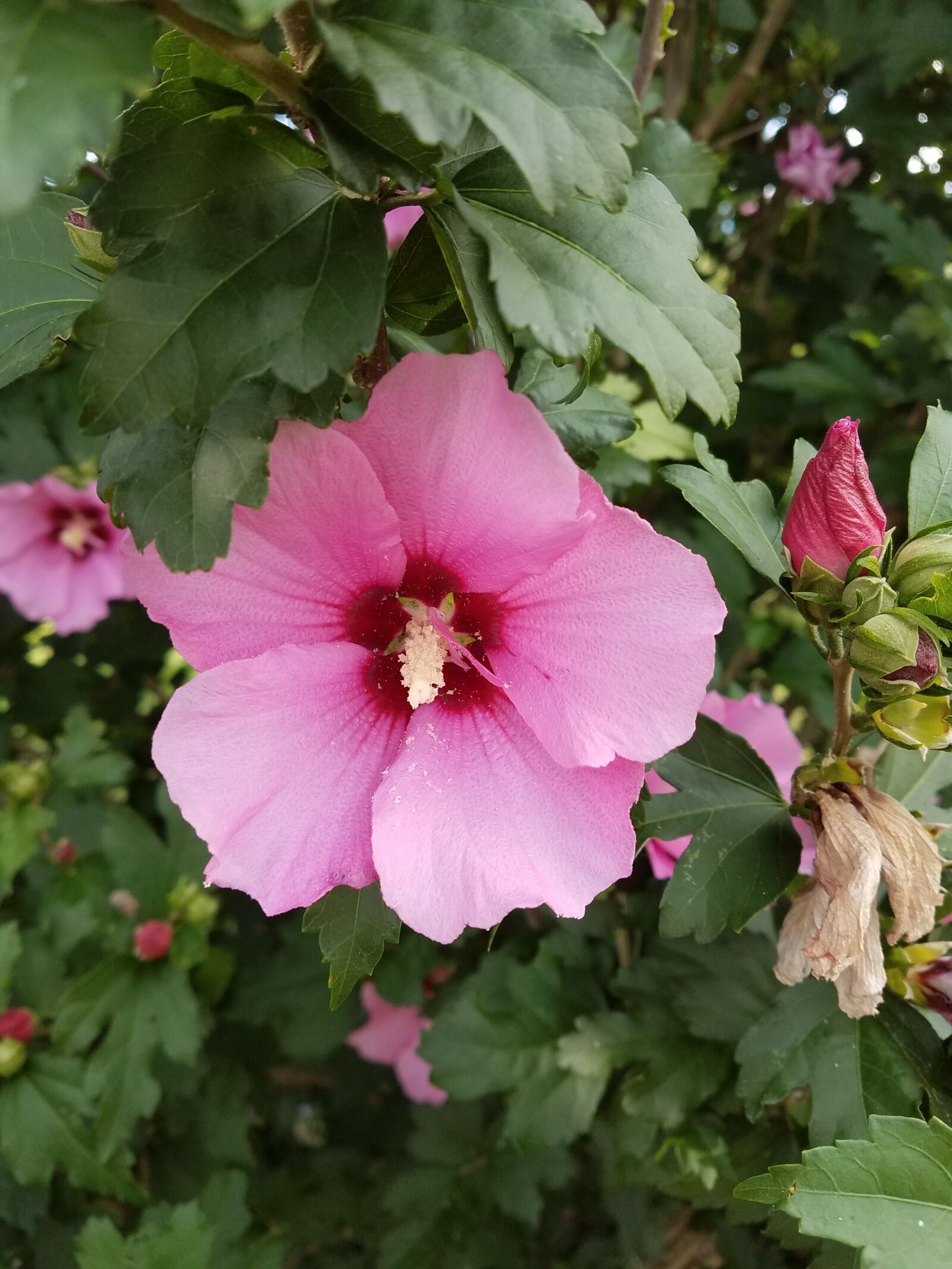 Samsung Galaxy S7 Edge sample photo. Flower, nature, floral photography