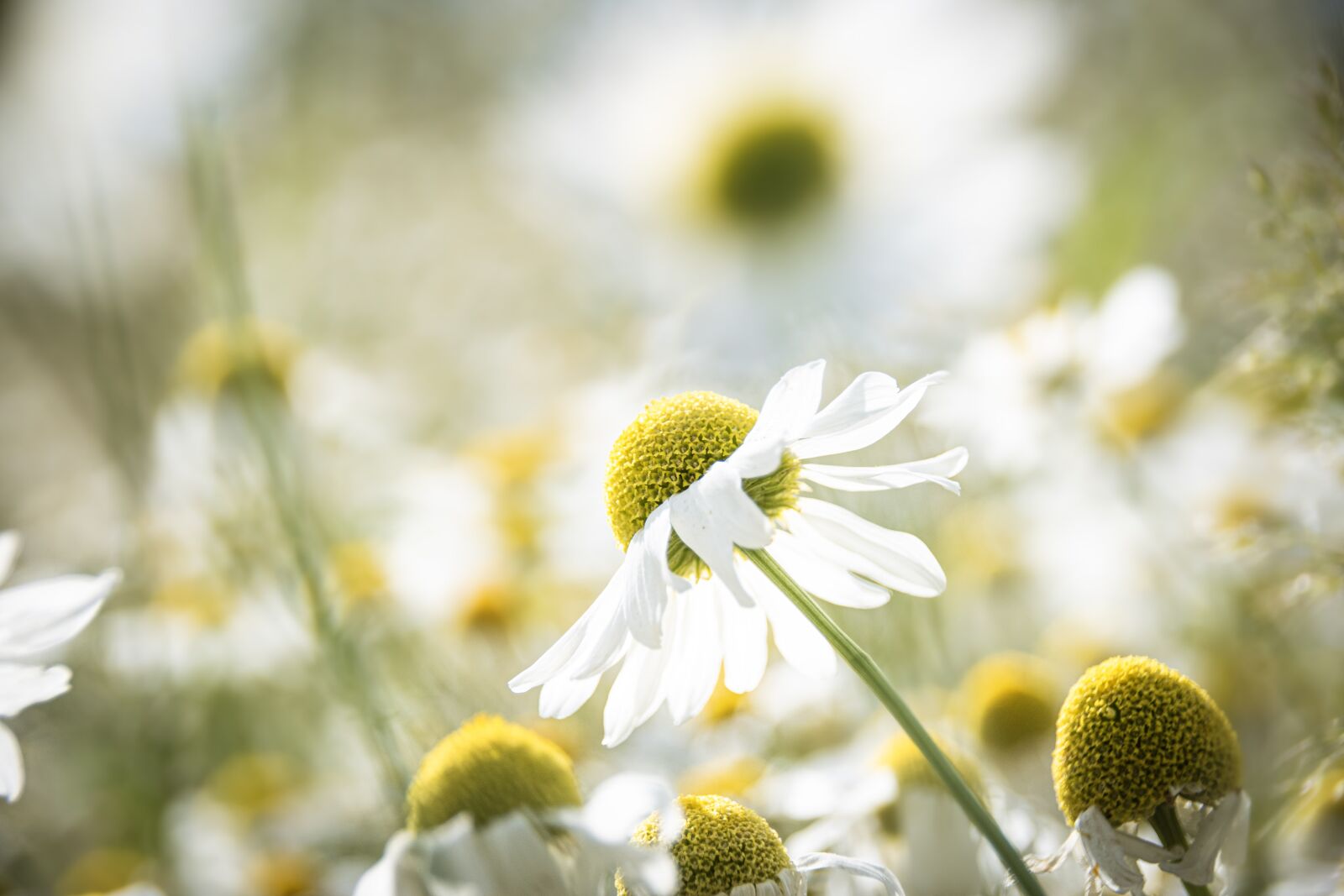 Nikon D5500 sample photo. Chamomile, field, meadow photography