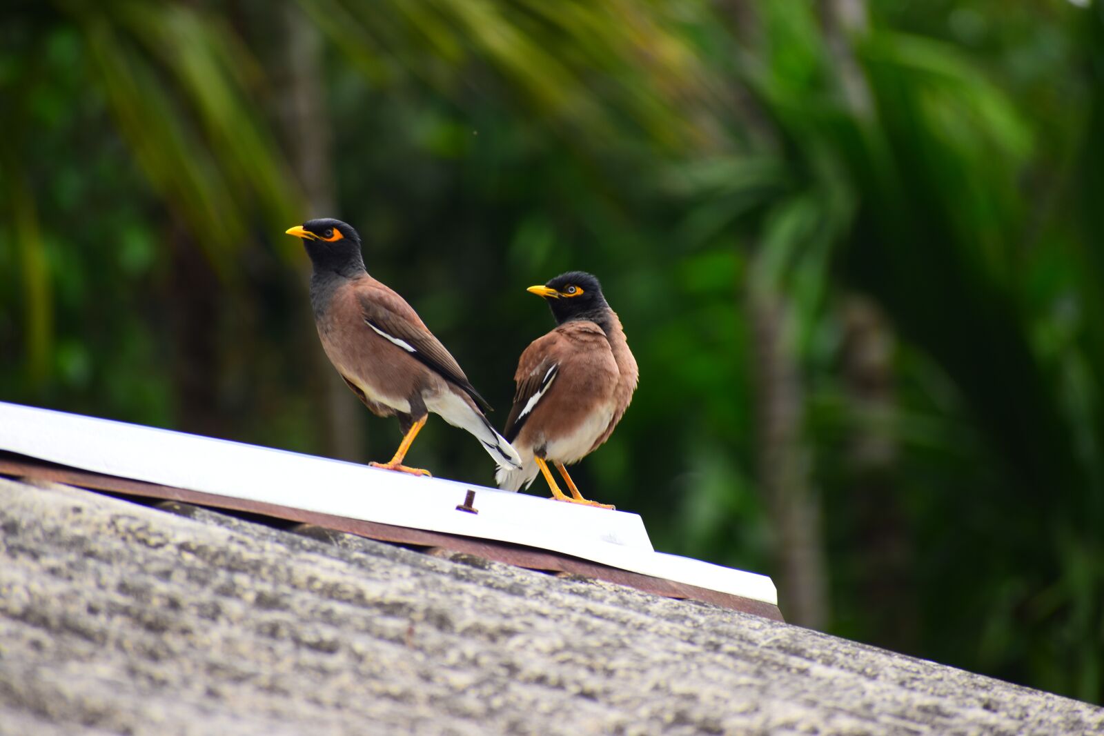 Nikon D5600 sample photo. Bird, wildlife, nature photography