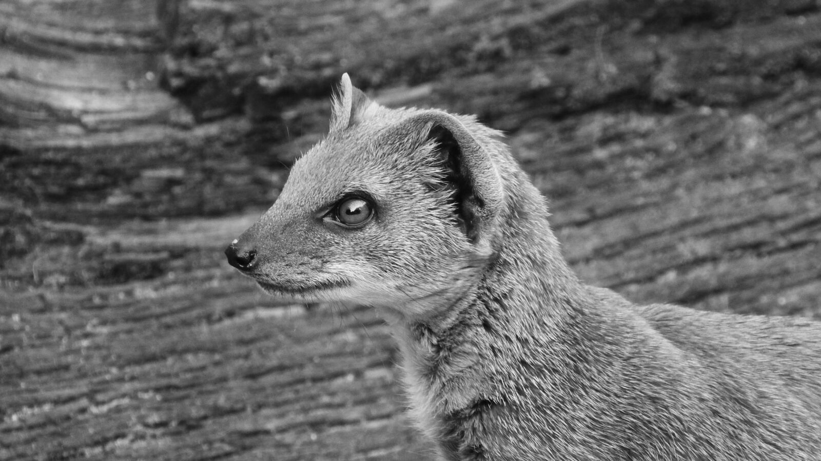 Nikon Coolpix P610 sample photo. Mongoose fox, african beast photography