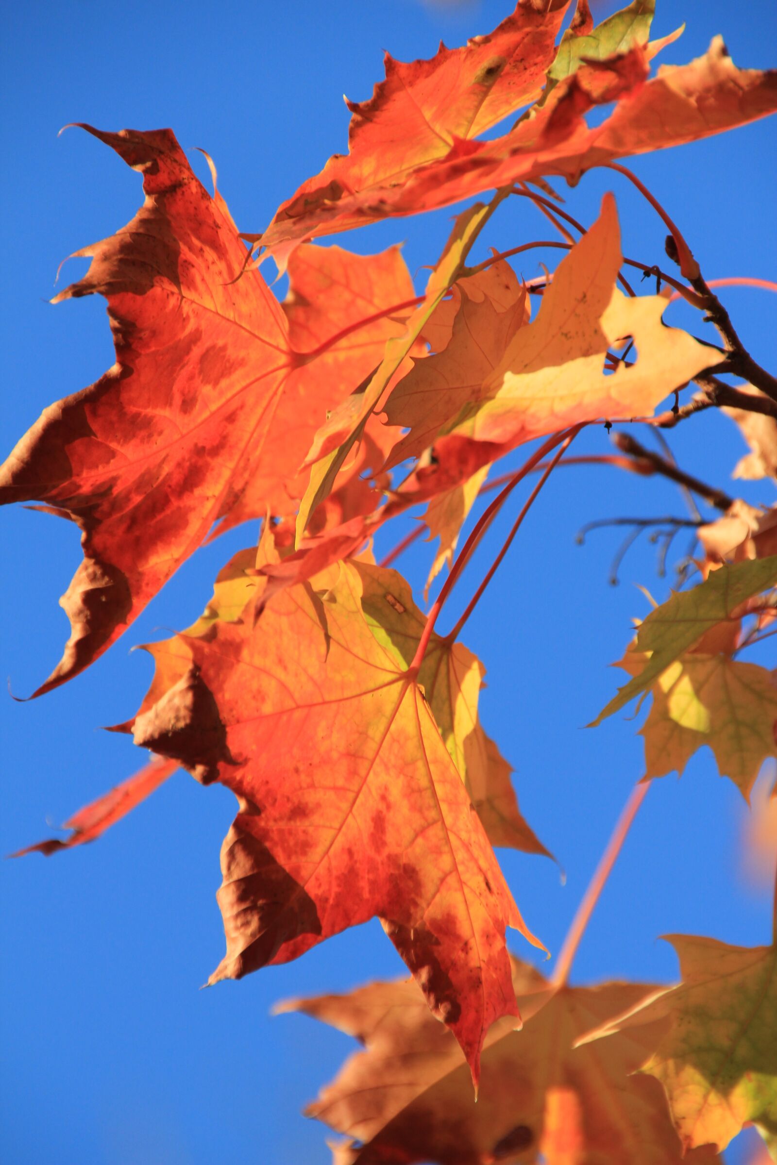 Canon EOS 550D (EOS Rebel T2i / EOS Kiss X4) sample photo. Leaf, leaves, sun photography