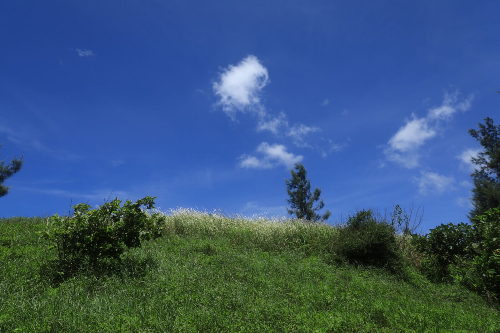 Canon EOS RP sample photo. Summer, sky, clouds photography