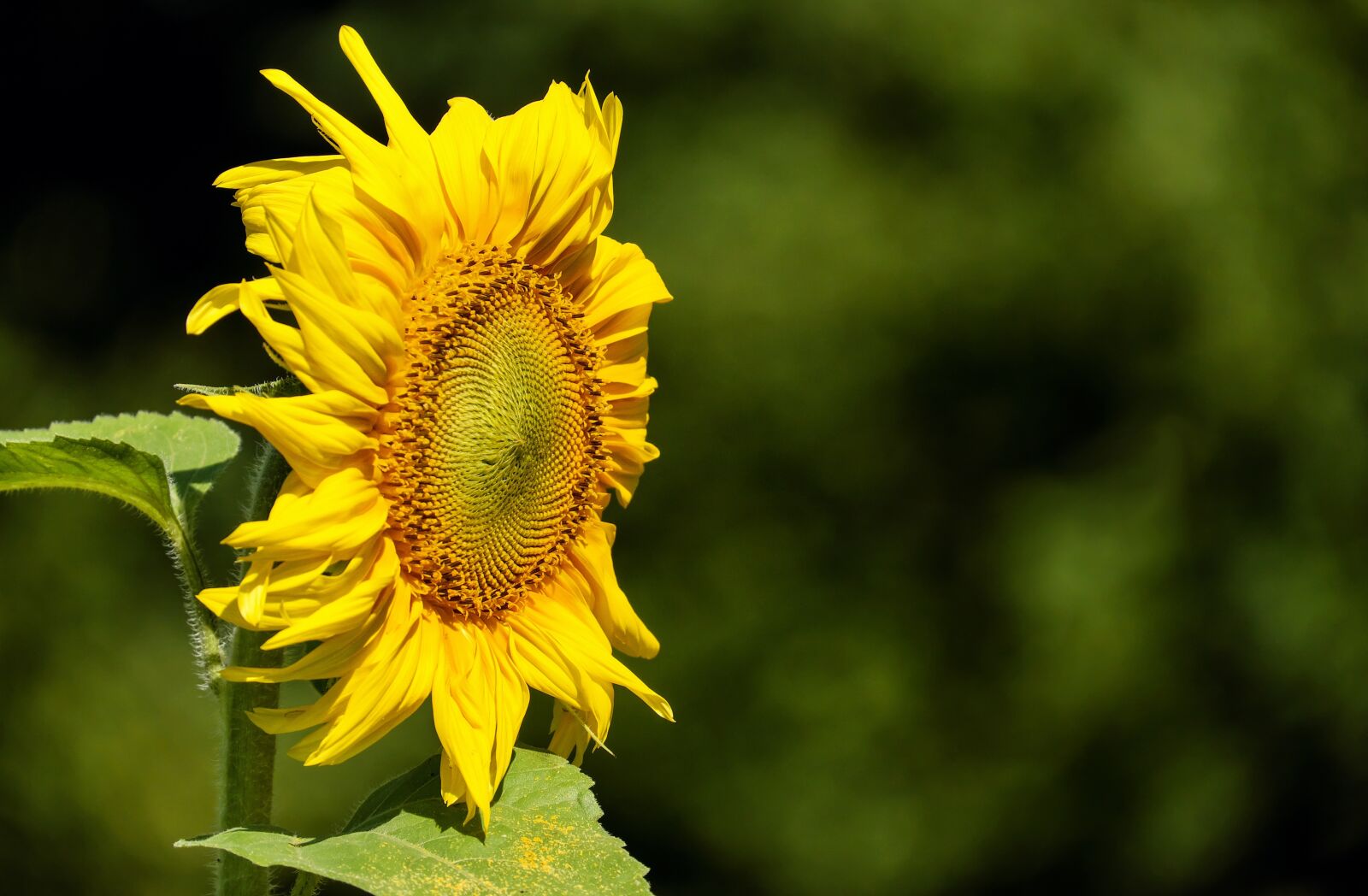 Fujifilm X-T10 + Fujifilm XC 50-230mm F4.5-6.7 OIS sample photo. Sunflower, flower, blossom photography
