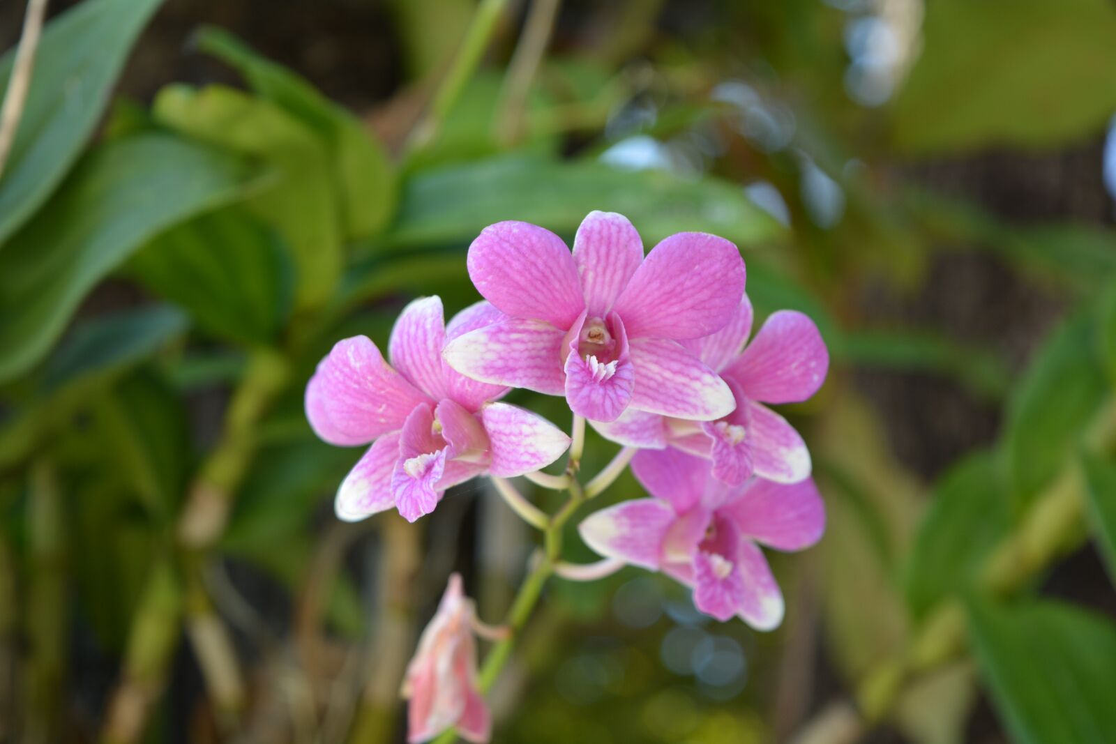 Nikon D7100 sample photo. Flowers, pink, thai orchid photography