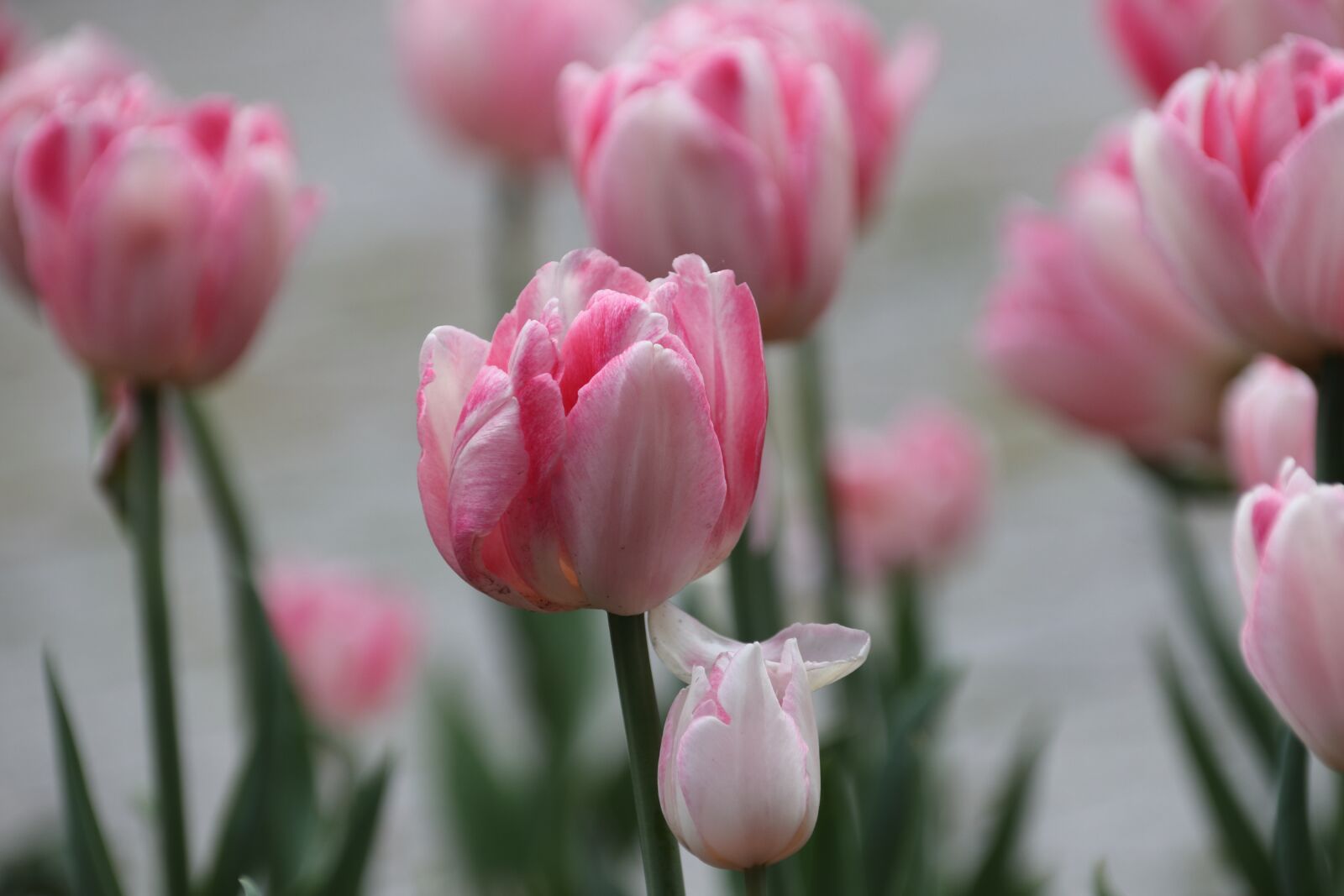 Canon EOS 77D (EOS 9000D / EOS 770D) sample photo. Tulip, flower, flower bed photography