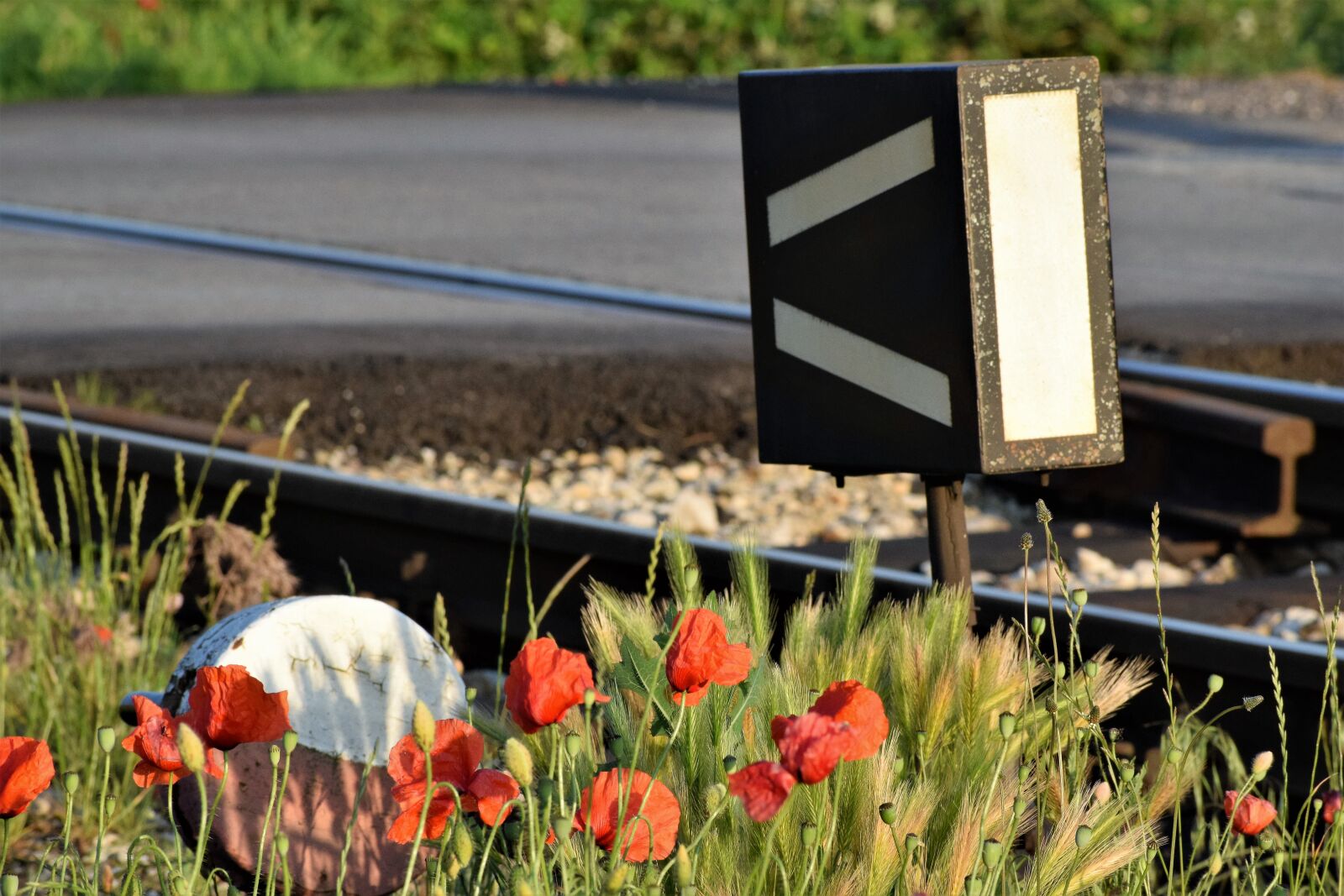 Nikon D3300 sample photo. Red poppys, near railway photography