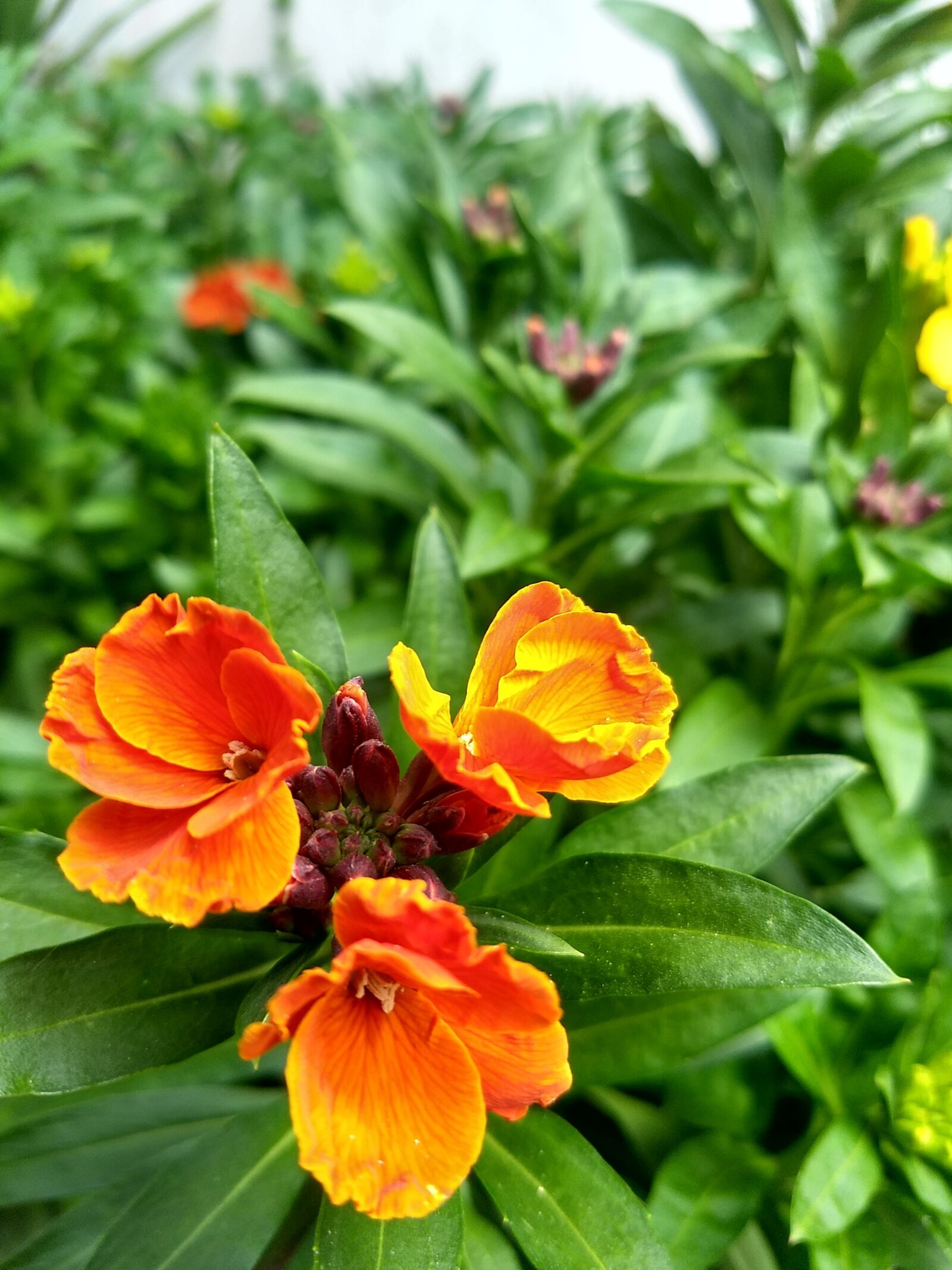 Motorola Moto G (5) Plus sample photo. Plants, flowers, orange photography