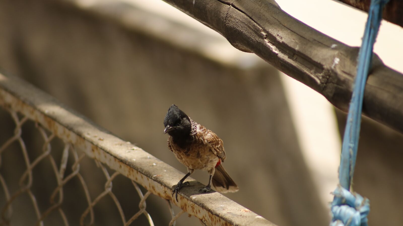 Canon EOS 750D (EOS Rebel T6i / EOS Kiss X8i) sample photo. Bird, nature, wildlife photography