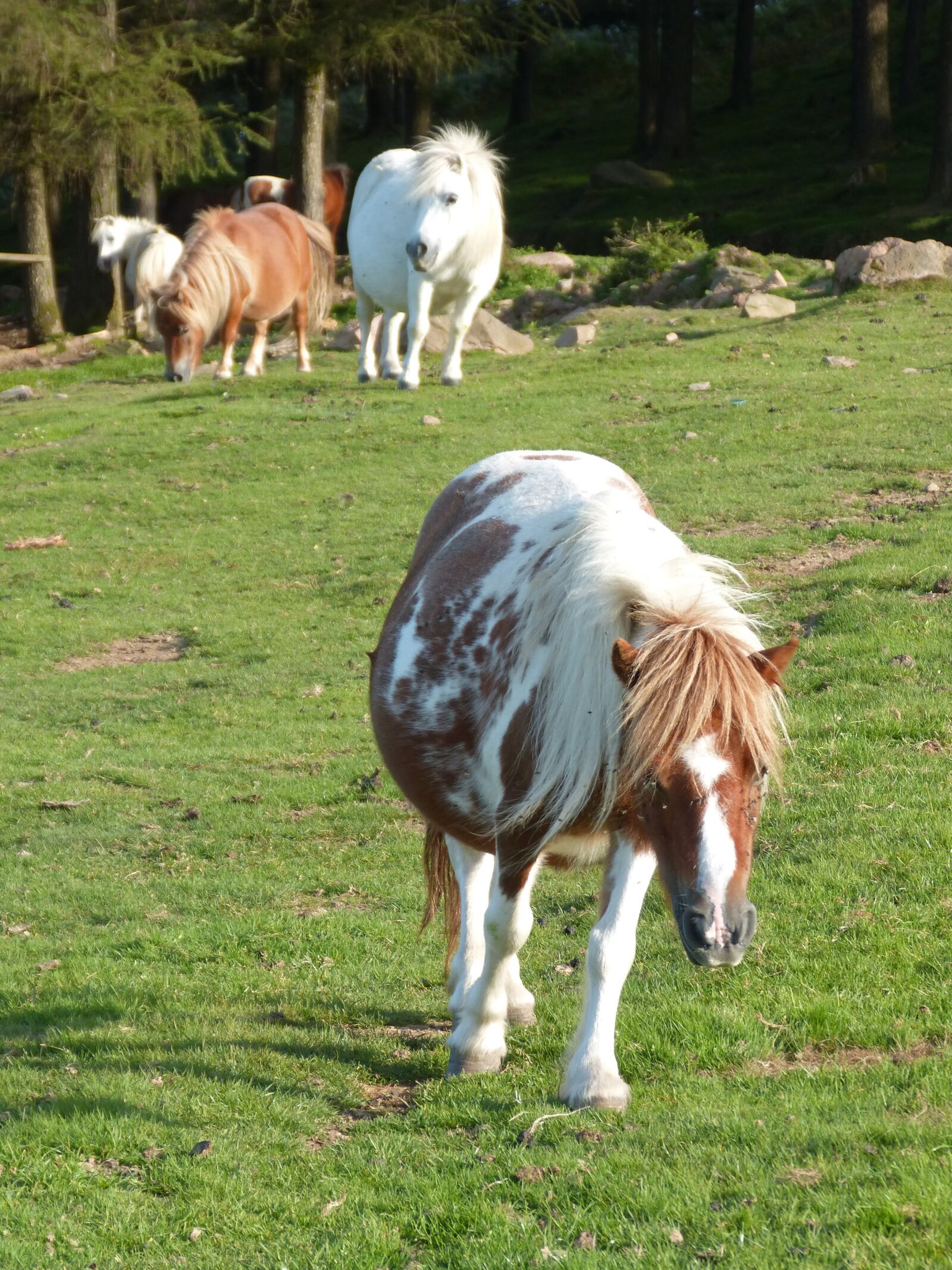 Panasonic DMC-FZ62 sample photo. Pony, pastures, ponies photography