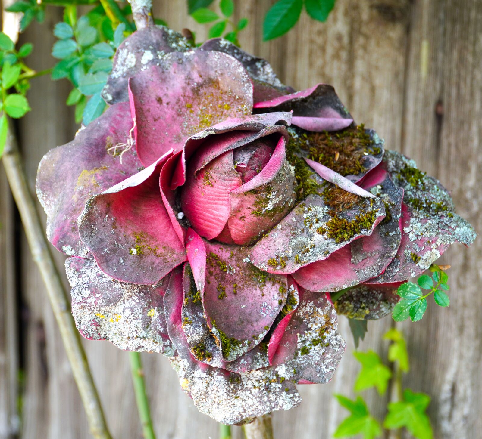 Sony a6400 sample photo. Rose, old, weathered photography