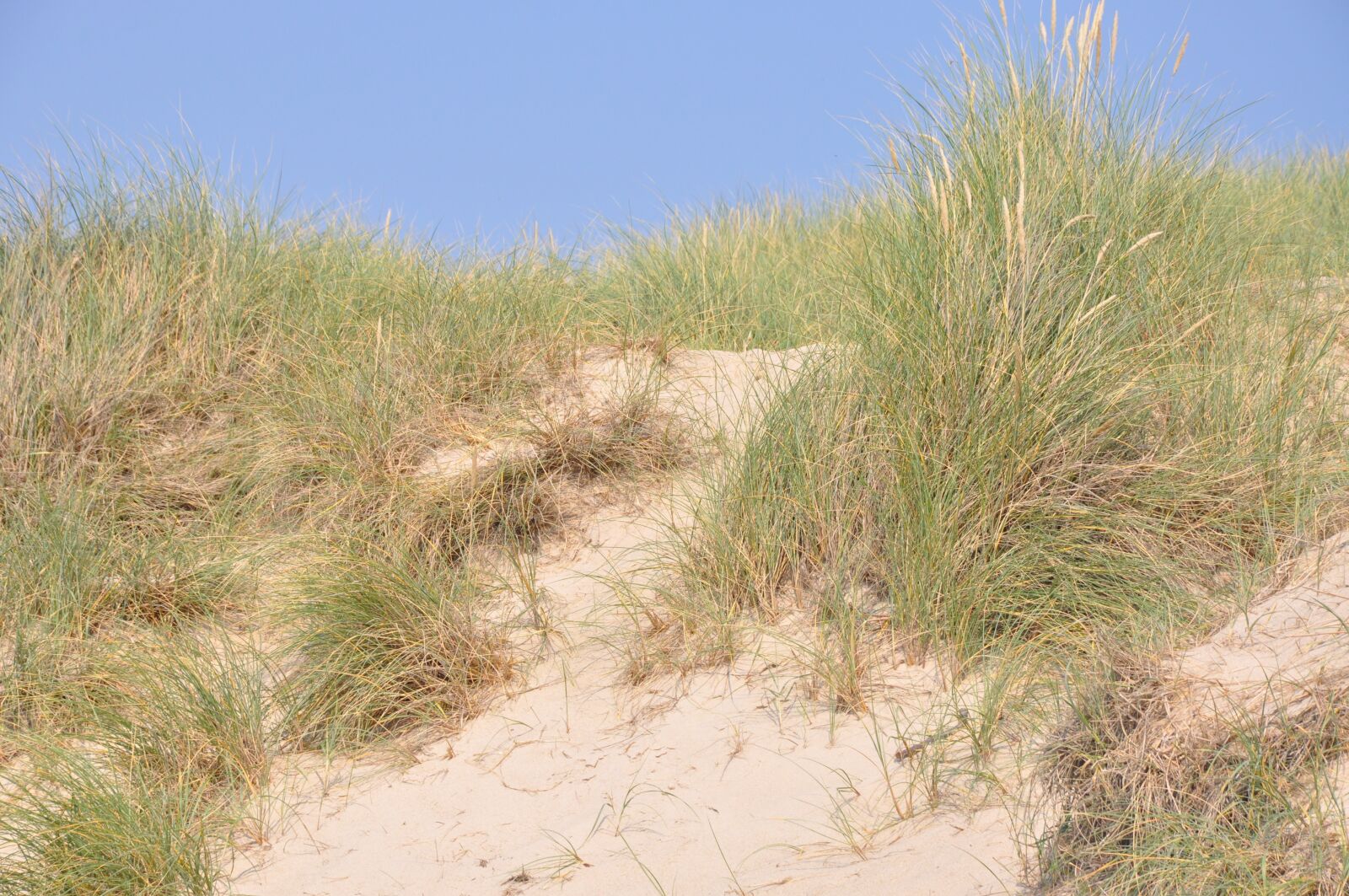 Nikon D90 sample photo. Dune, sylt, nature photography
