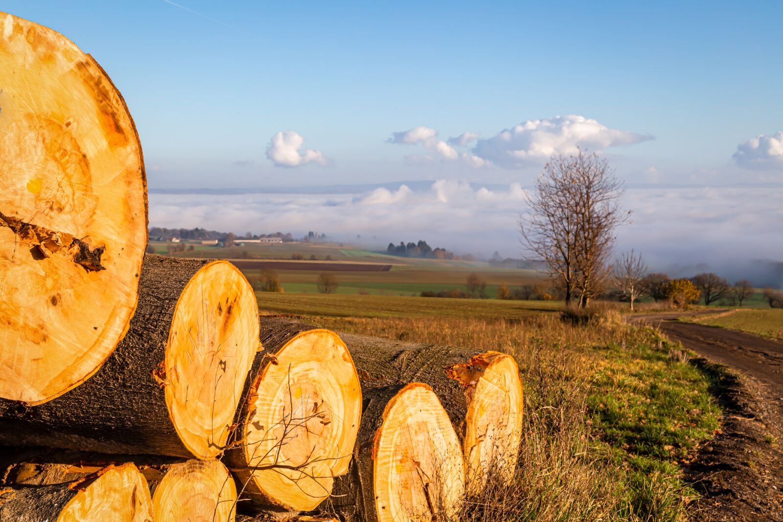 Canon EOS 6D + Canon EF 24-105mm F4L IS USM sample photo. Tree trunks, landscape, nature photography