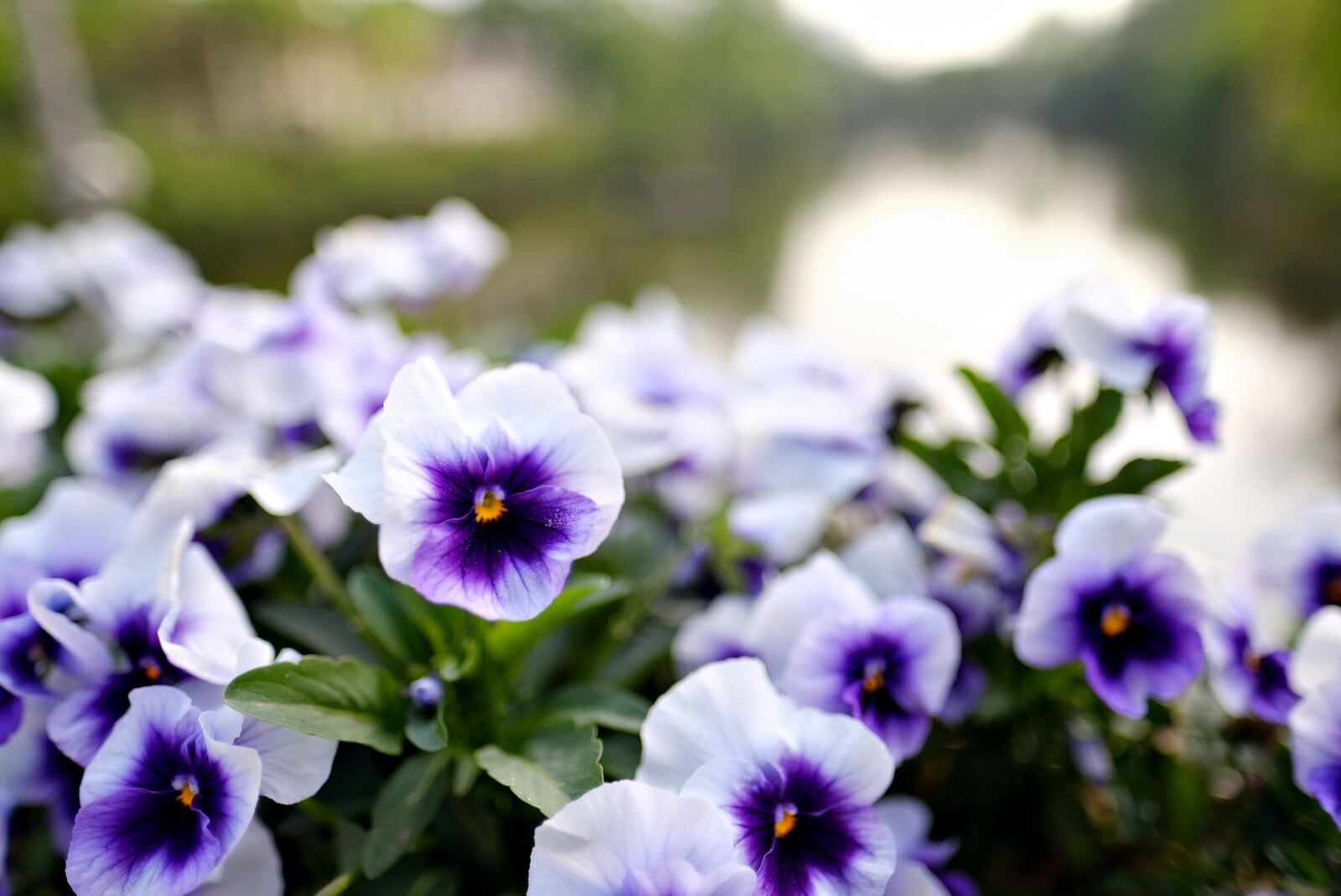 Fujifilm X-T2 + Fujifilm XF 16mm F1.4 R WR sample photo. Flowers, bokeh, landscape photography