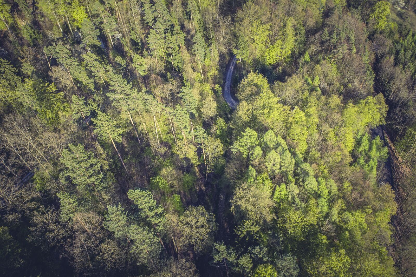 Canon EF 24-70mm F2.8L II USM sample photo. Forest, nature, tree photography