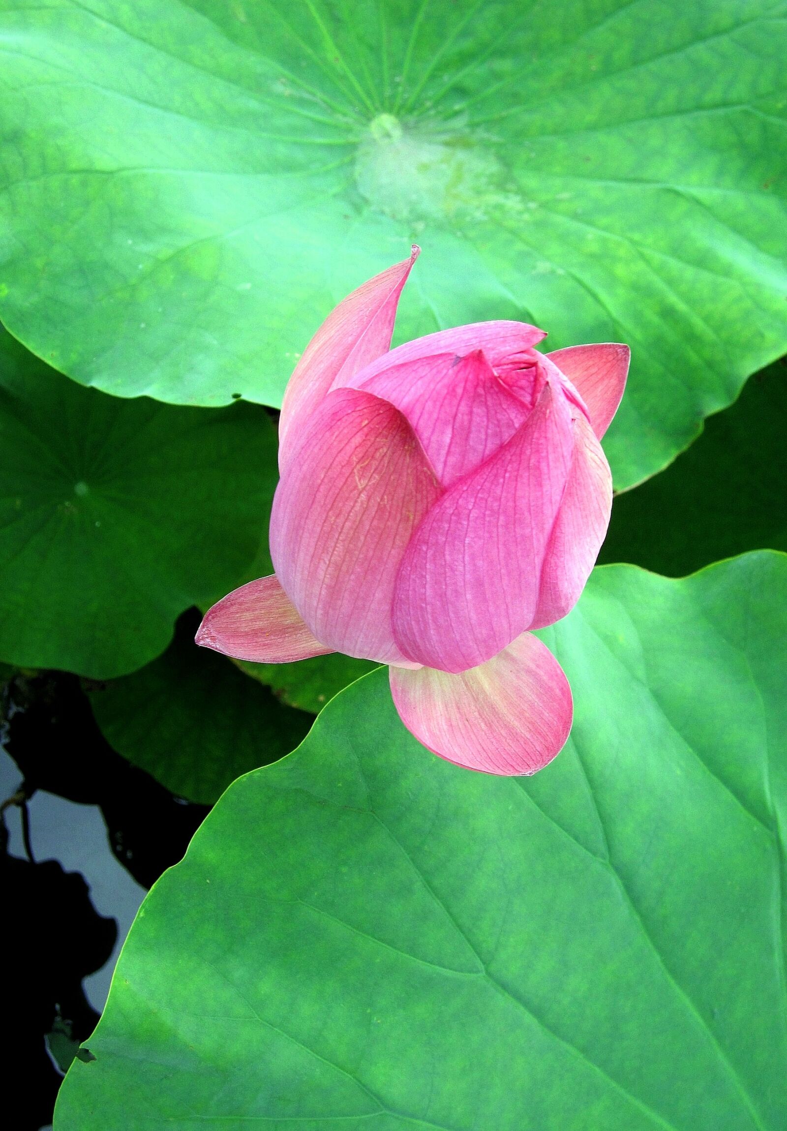 Canon PowerShot SD960 IS (Digital IXUS 110 IS / IXY Digital 510 IS) sample photo. Lotus, pink, lotus leaf photography