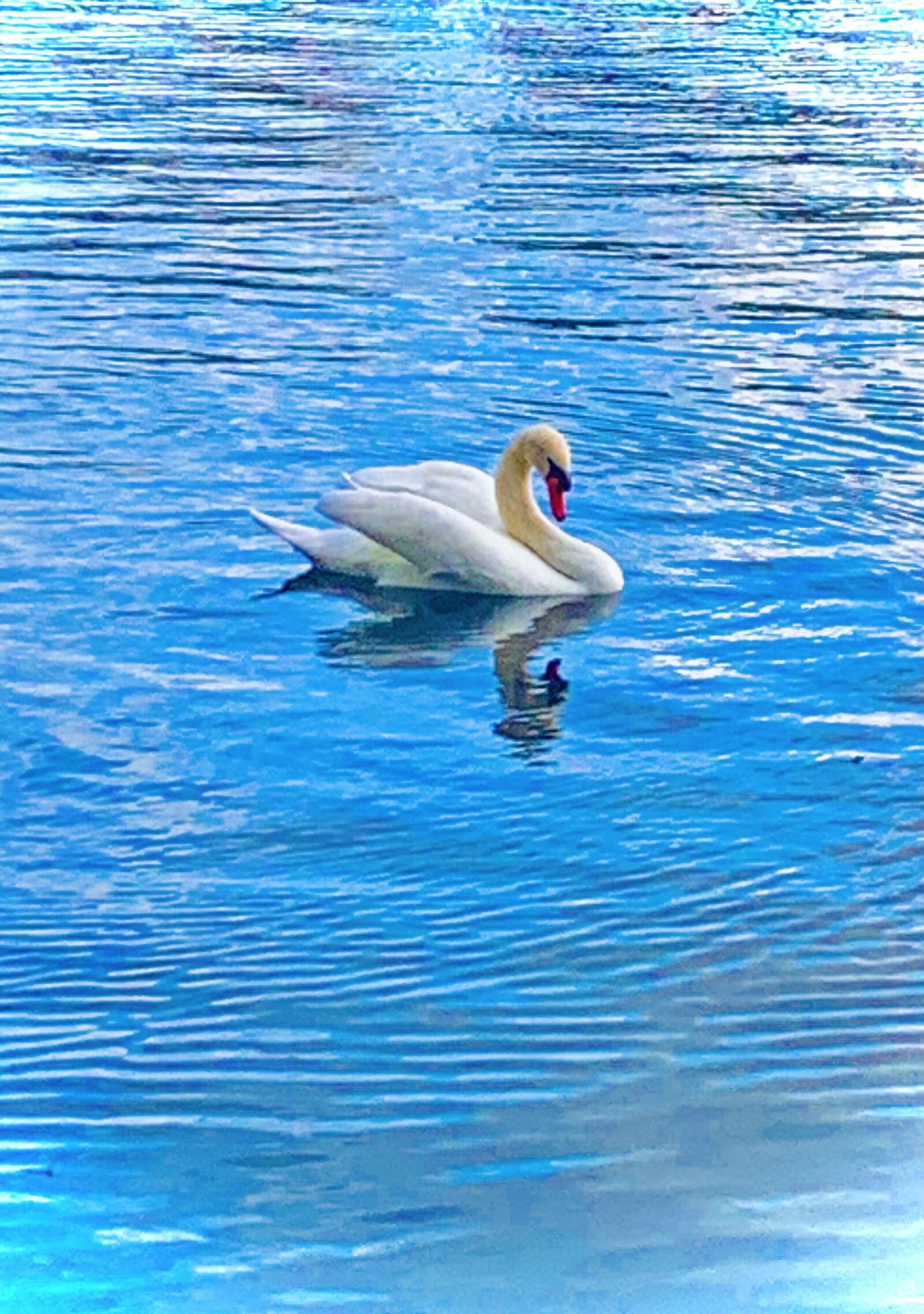 Apple iPhone XS Max + iPhone XS Max back dual camera 4.25mm f/1.8 sample photo. Swan, water, animals photography