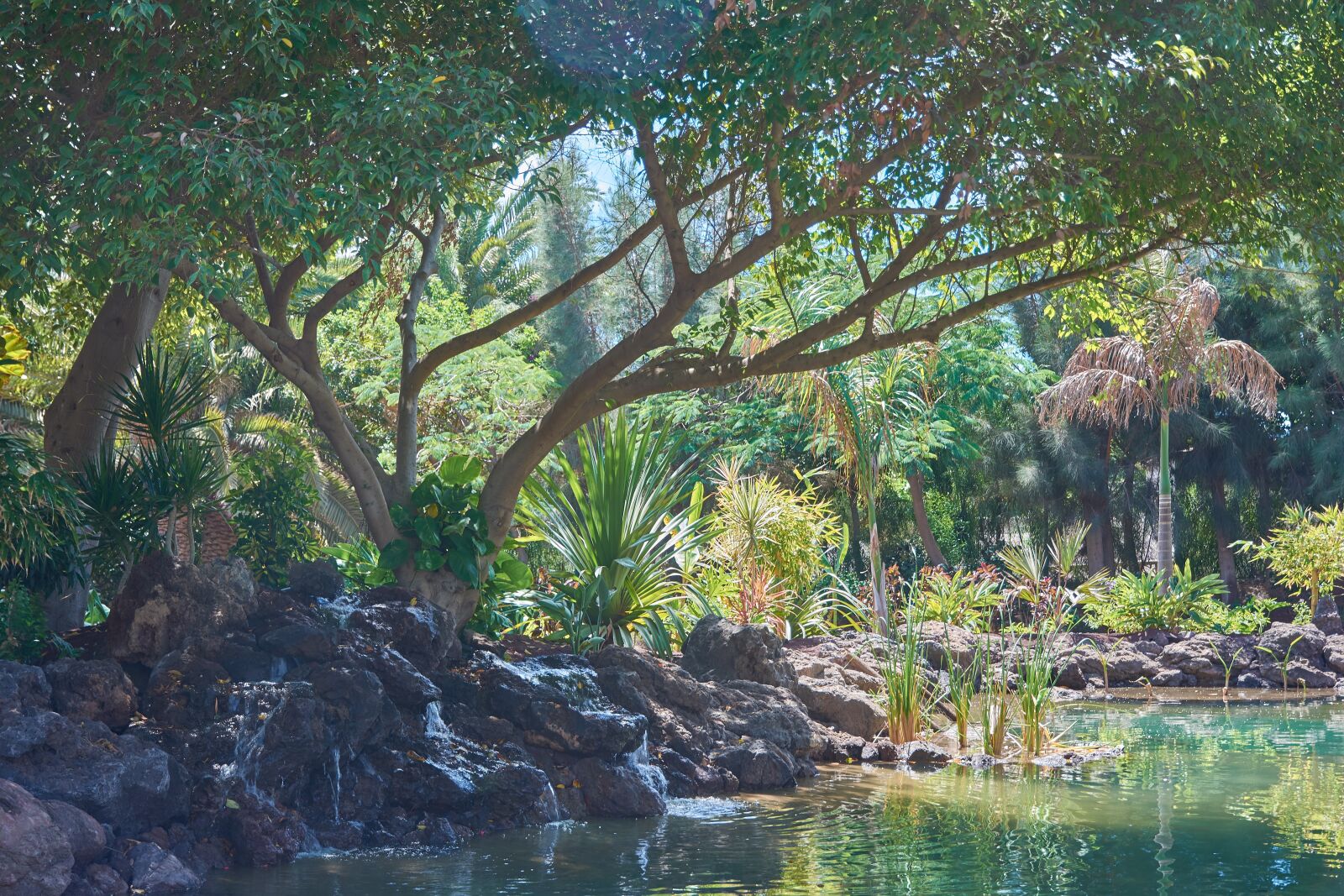 Nikon D7200 sample photo. Oasis, palm trees, water photography