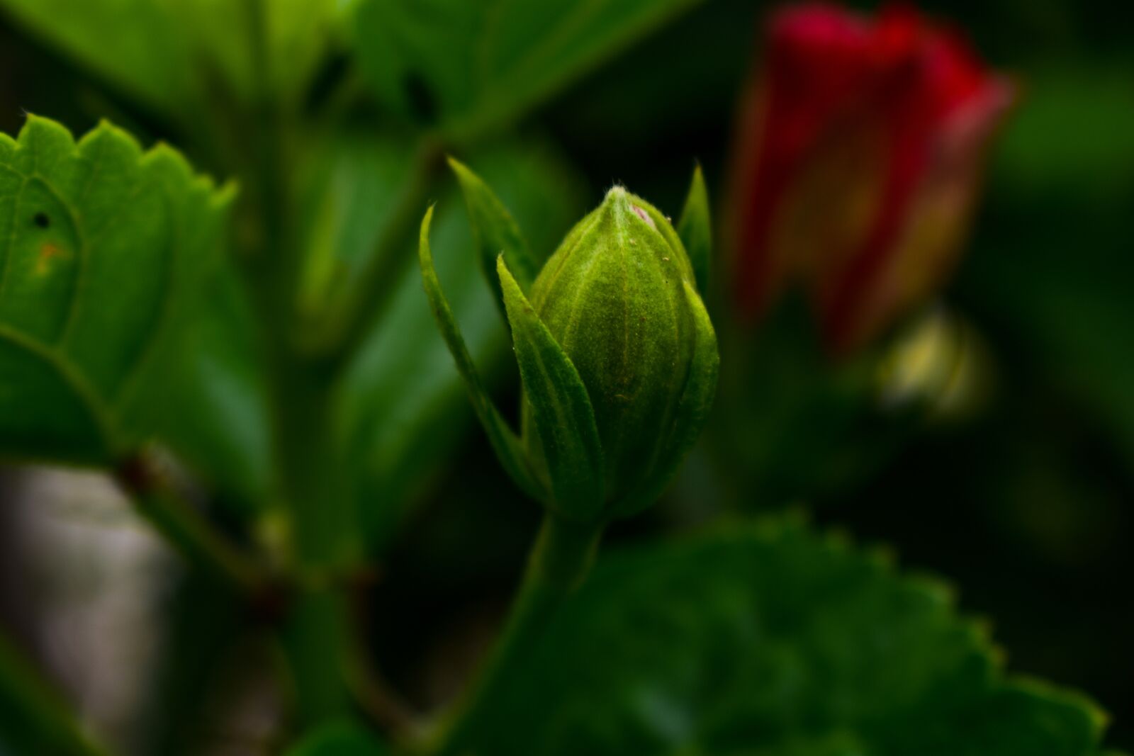 Nikon D3400 sample photo. Leaf, plant, nature photography