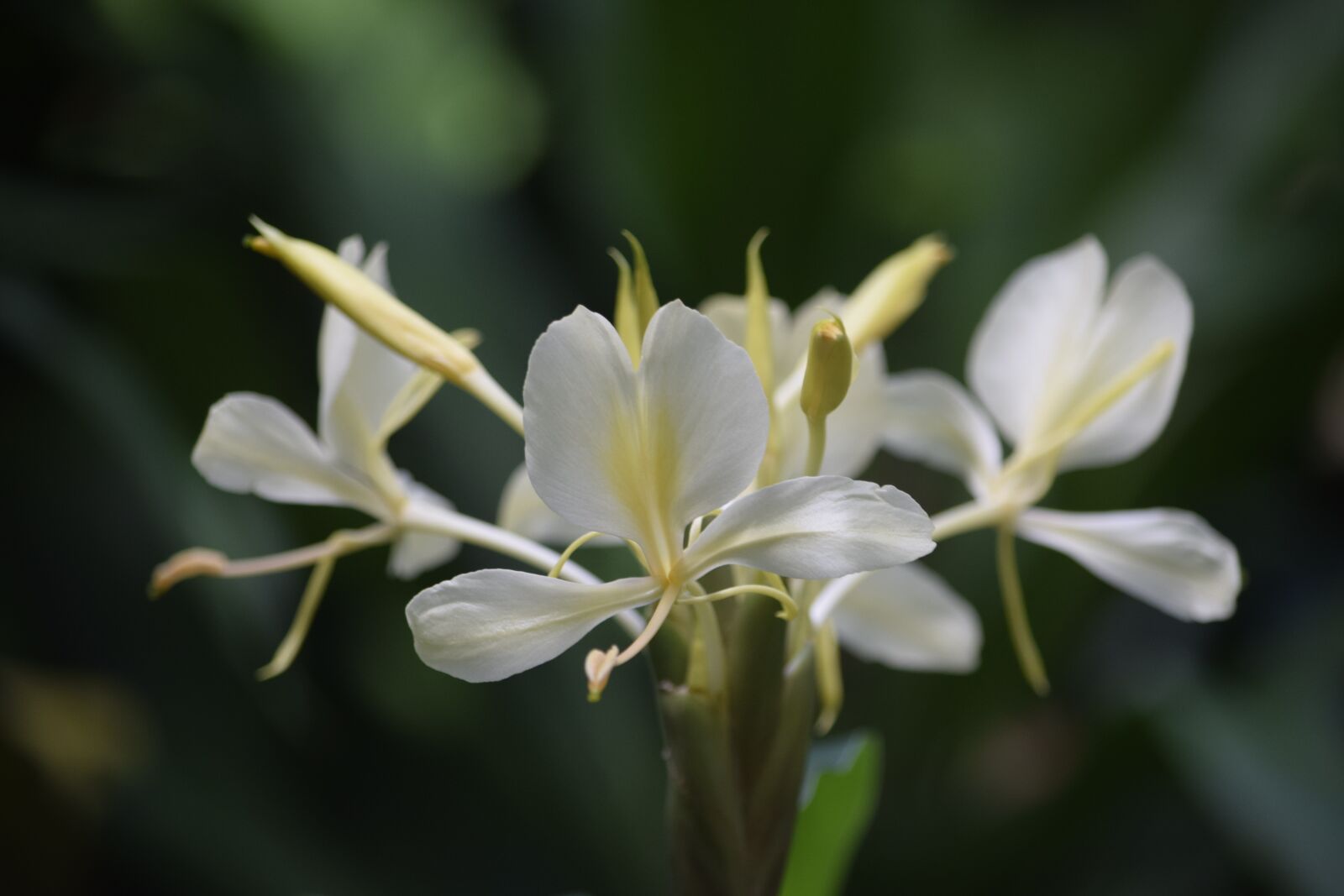 Nikon D3300 sample photo. Flower, white, nature photography