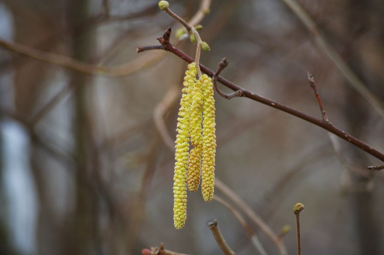 Pentax *ist DL sample photo. Plant, nature, leaf photography