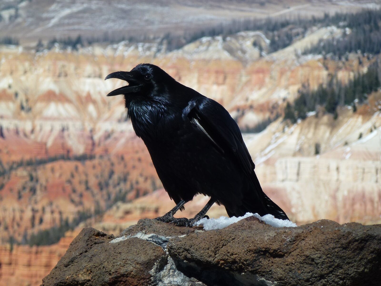 Panasonic DMC-ZS10 sample photo. Raven, bird, wildlife photography
