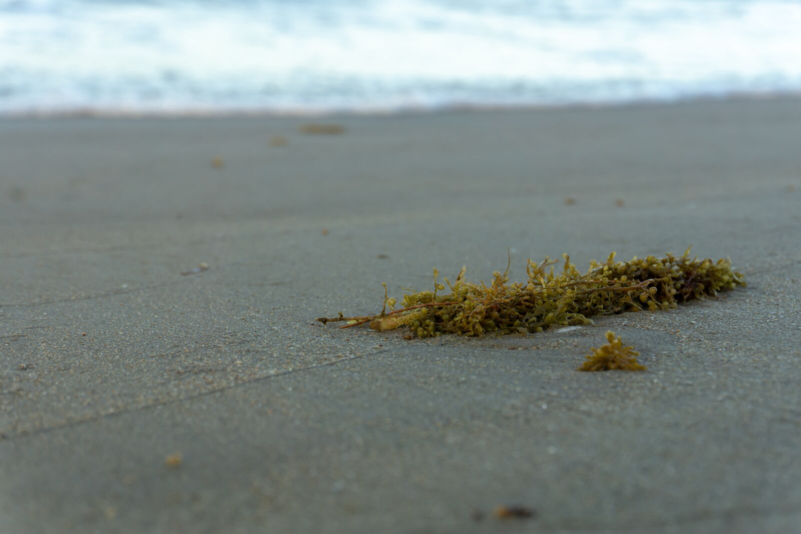 Sony a6000 sample photo. Ocean, seaweed, beach photography