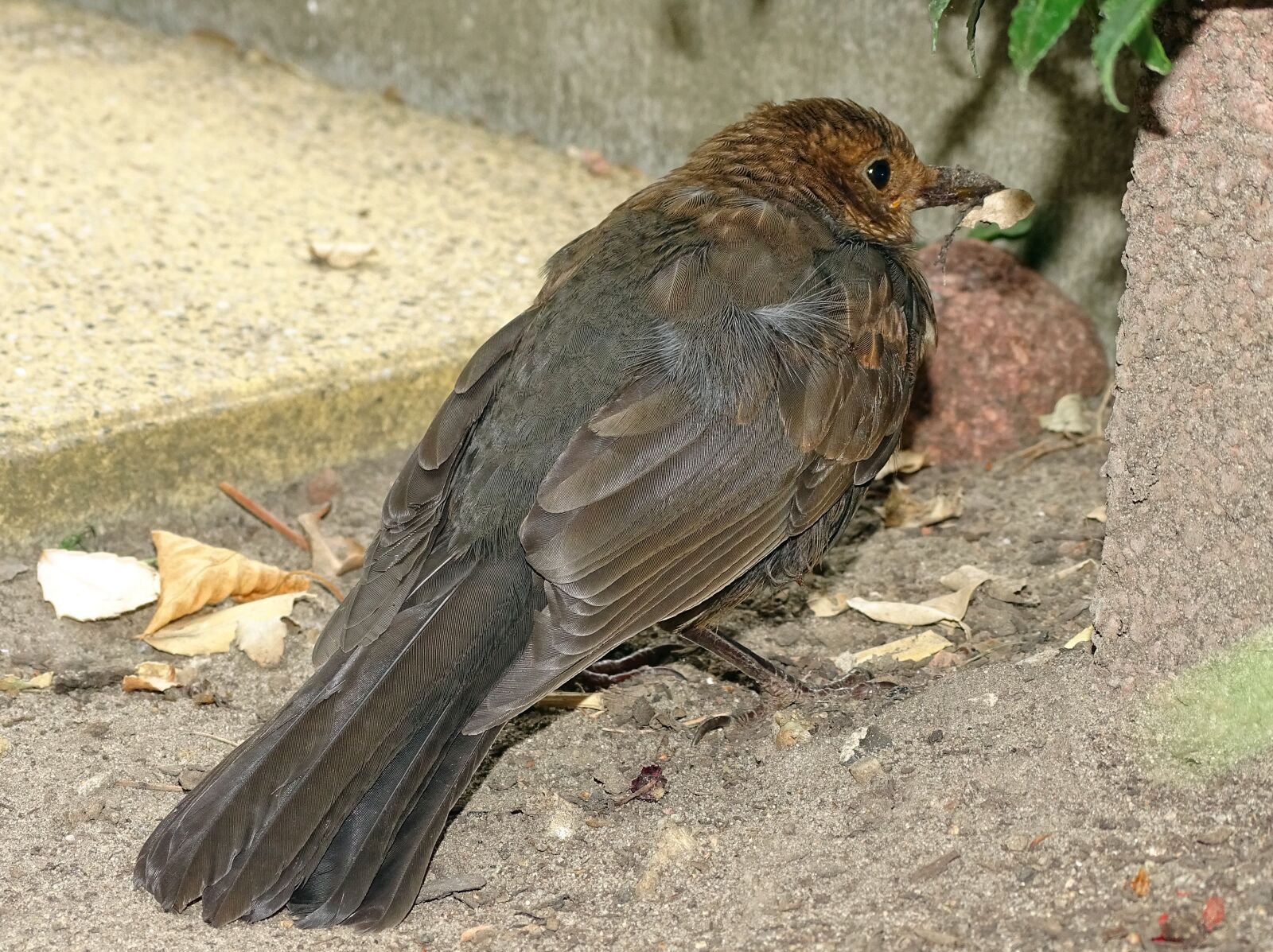 Sony Cyber-shot DSC-HX400V sample photo. Blackbird, songbird, bird photography