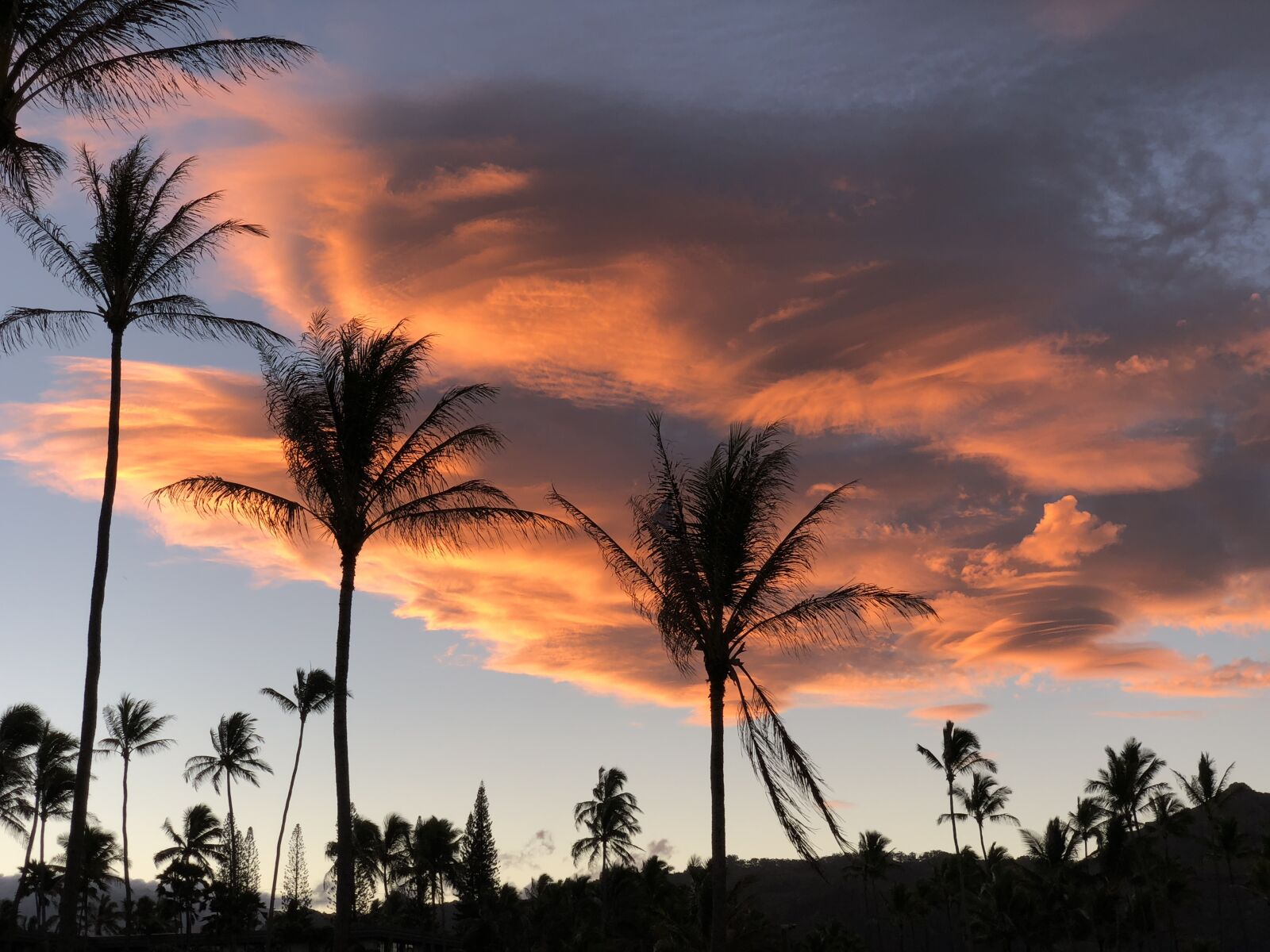 iPhone X back dual camera 6mm f/2.4 sample photo. Sky, hawaii, palm trees photography