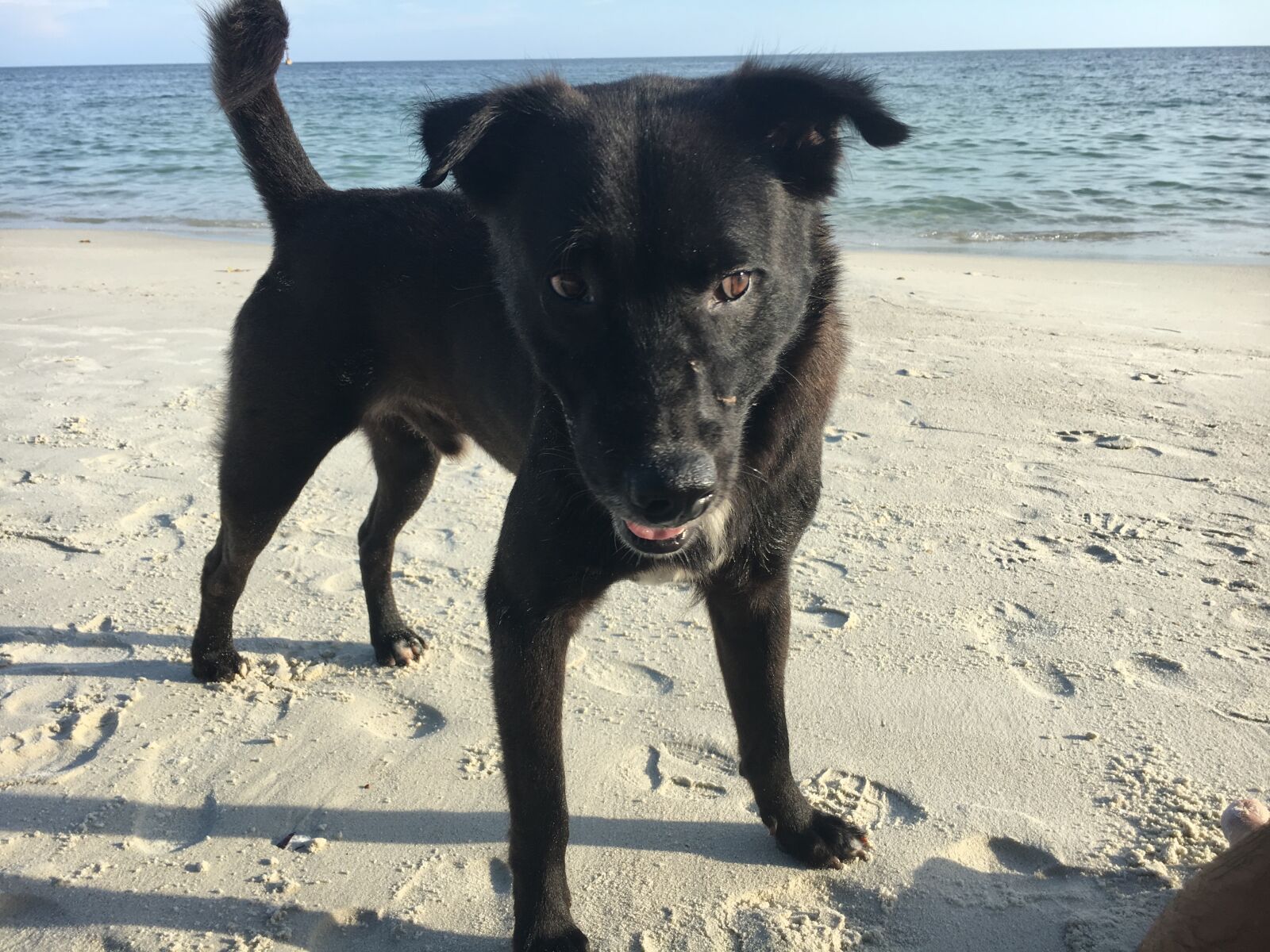 iPhone 6s back camera 4.15mm f/2.2 sample photo. Dog, thailand, portait photography