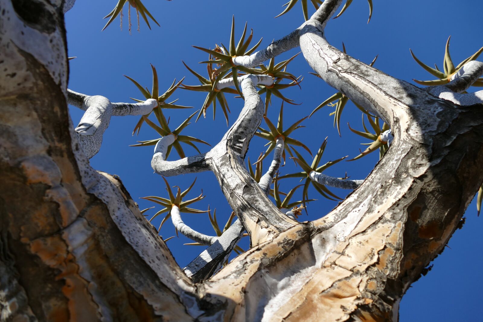 Panasonic Lumix DMC-FZ1000 sample photo. Namibia, quiver tree, africa photography