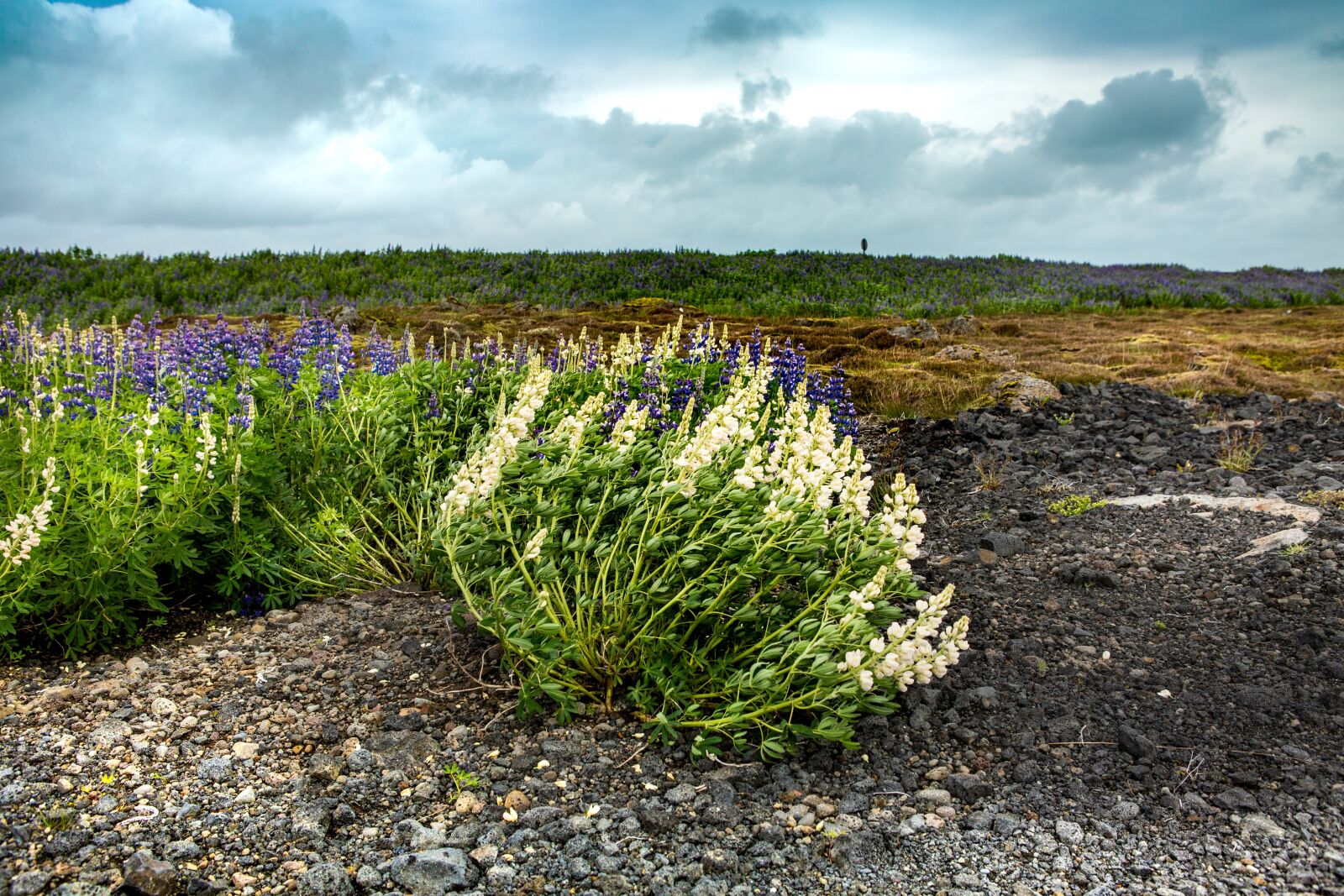 Canon EOS 5D Mark III sample photo. Clouds, wind, field photography