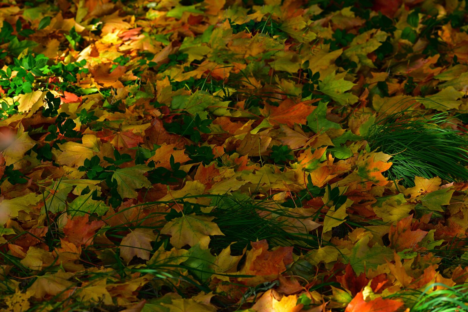 Nikon D5200 sample photo. Autumn, leaves, colorful photography