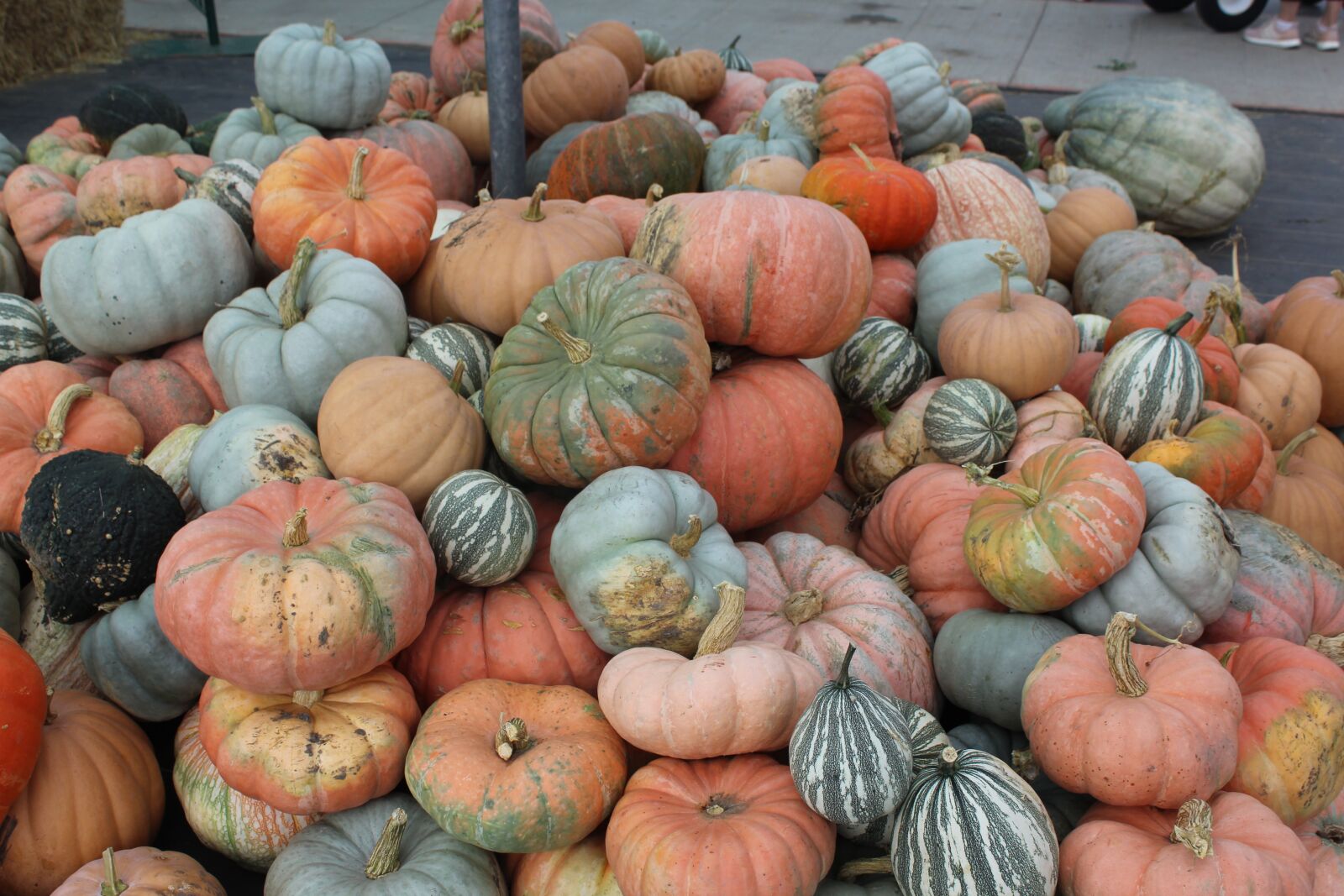 Canon EOS 1200D (EOS Rebel T5 / EOS Kiss X70 / EOS Hi) sample photo. Pumpkins, johnson farms plants photography